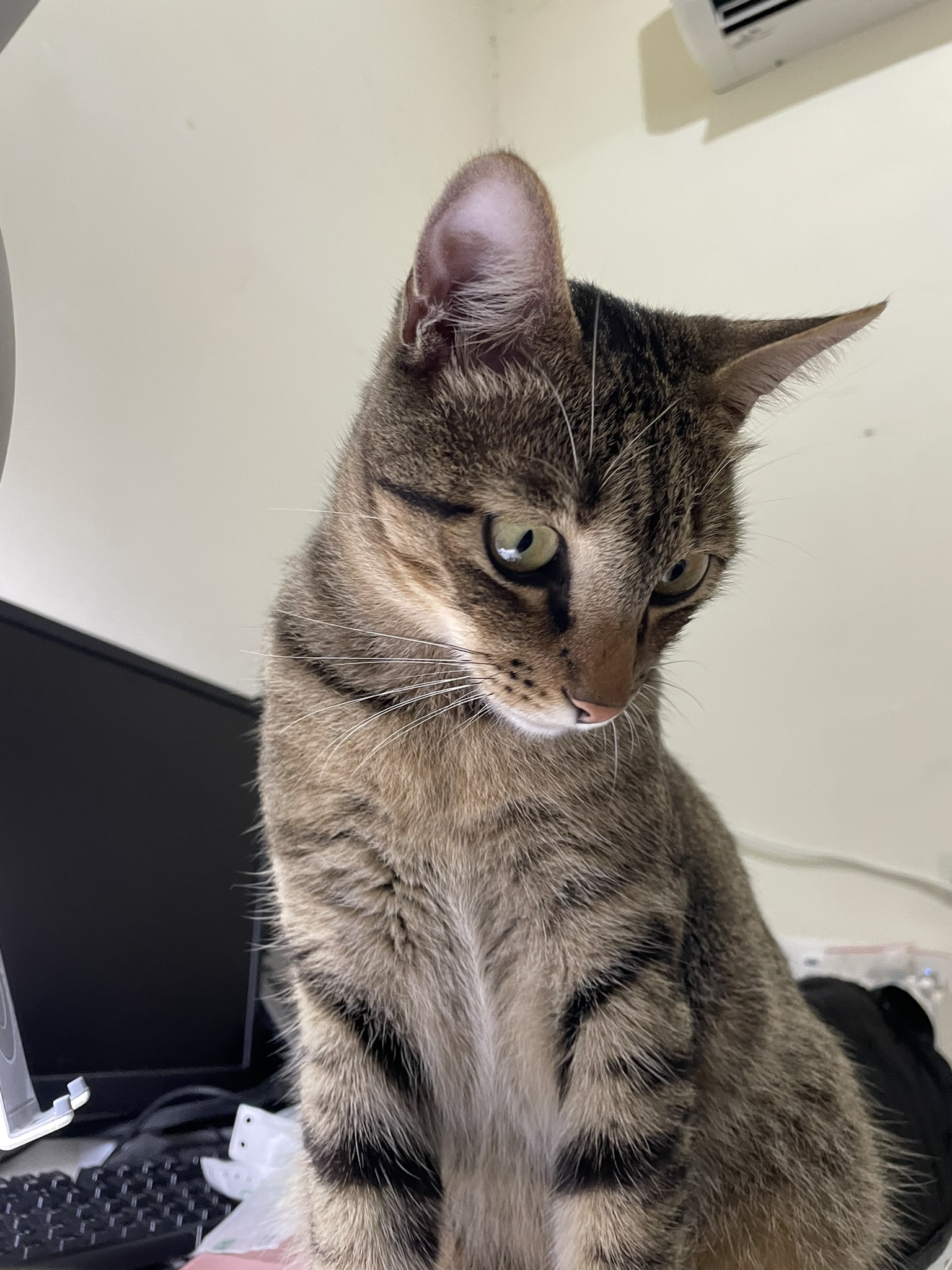 The Purrfect Sitting Cat