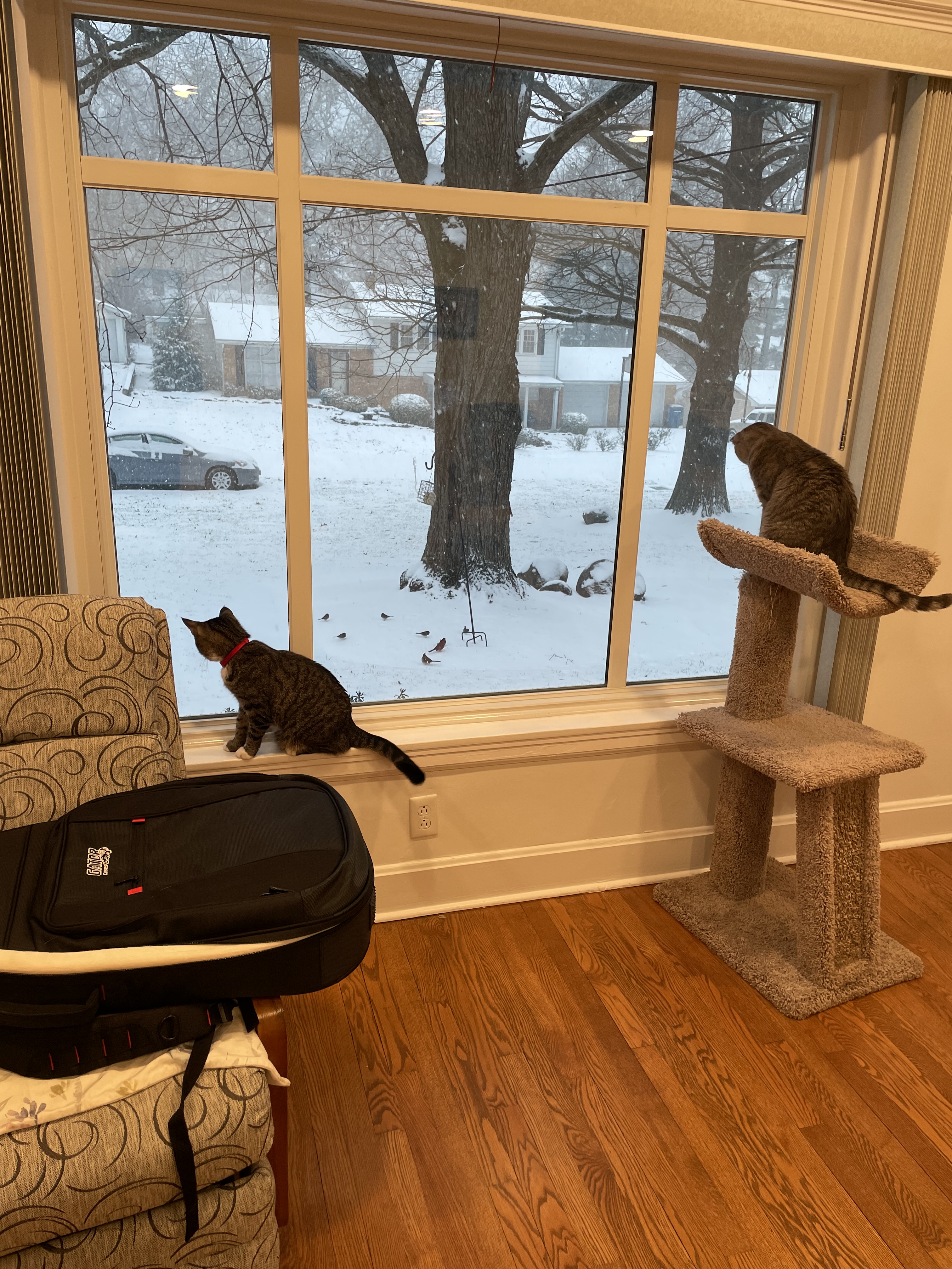 Chilly Days Call for Comfort Food: A Recipe for Chili and Cat Cuddles