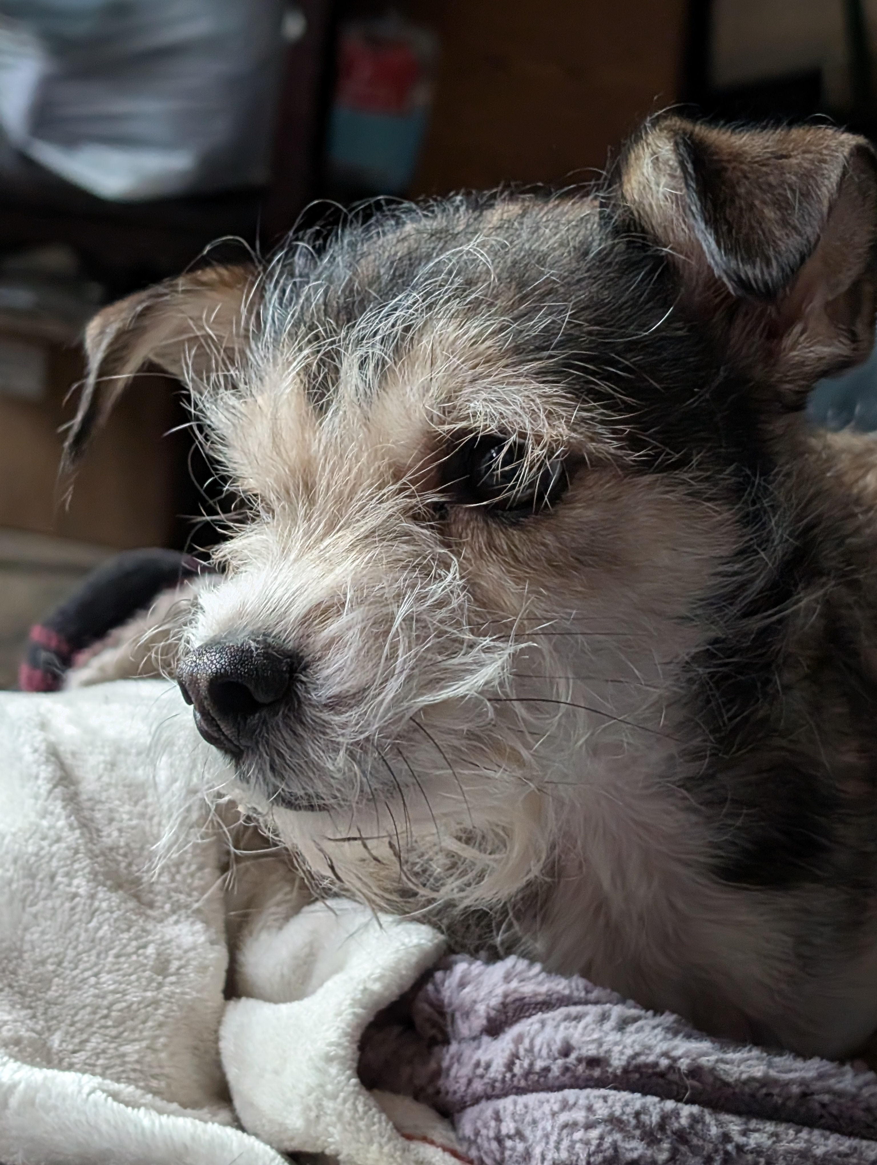 Meet the adorably sleepy Border Terrier