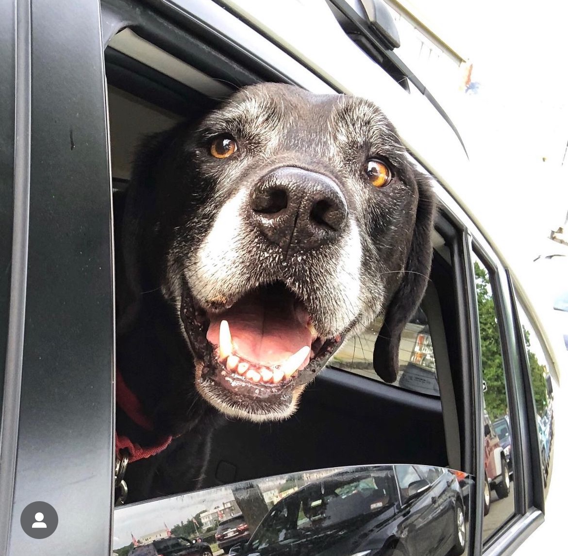 Meet My Beloved Old Doggo