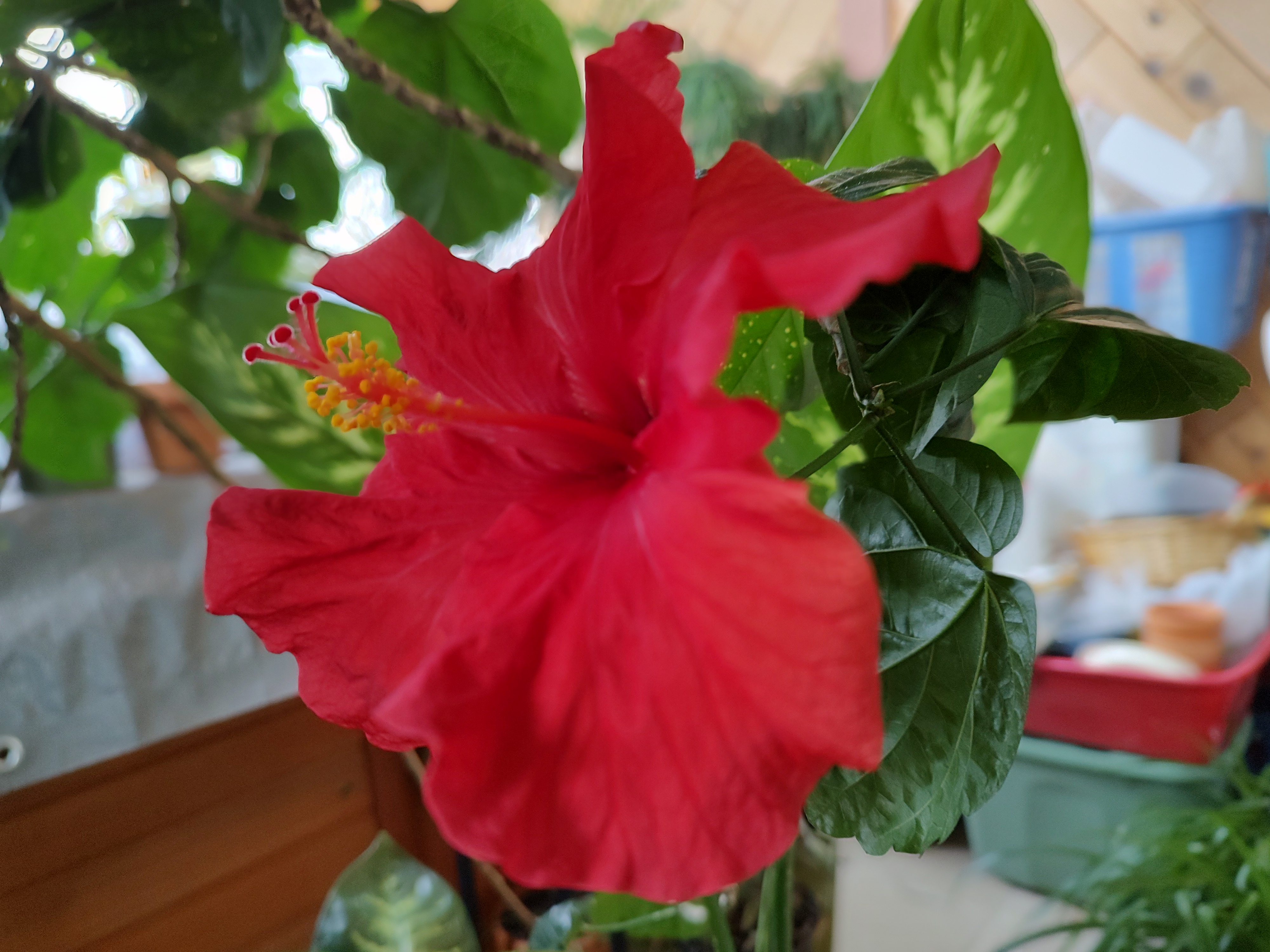 Today's Hibiscus Flower: February 24, 2025