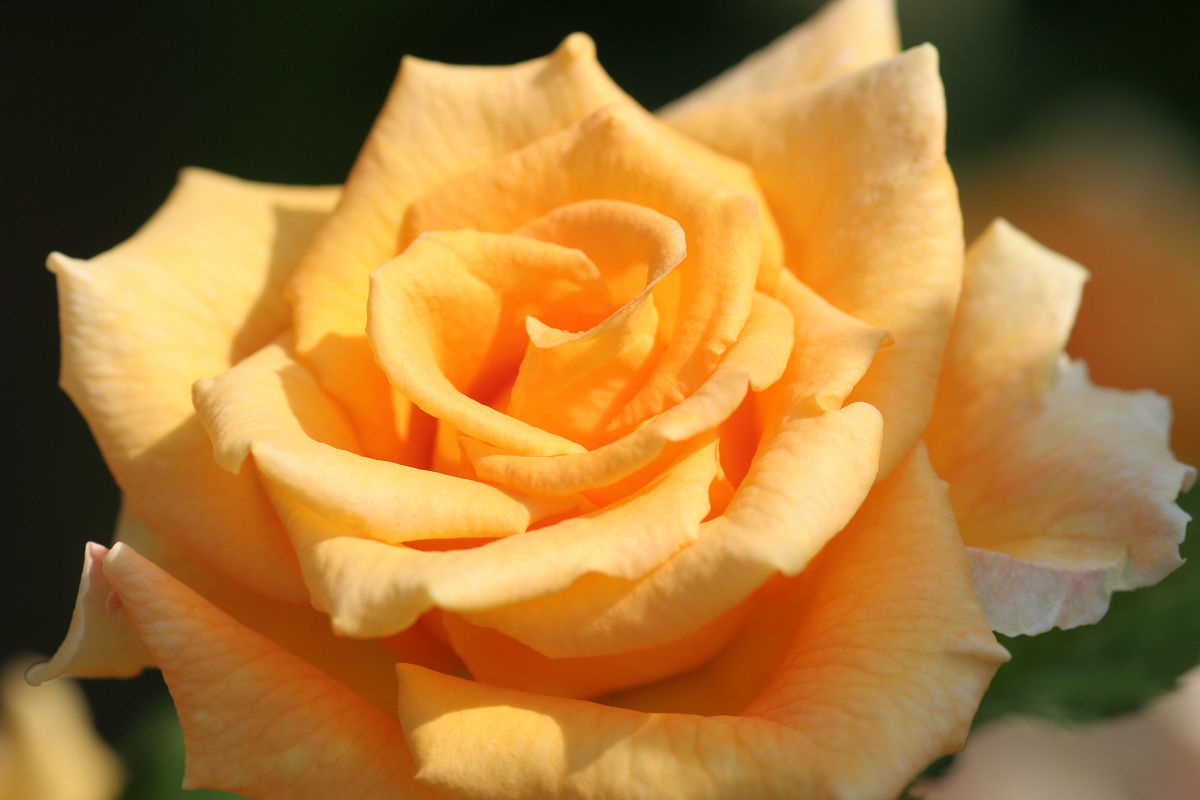 A Glimpse into the Beautiful Yatsu Rose Garden - June 2013