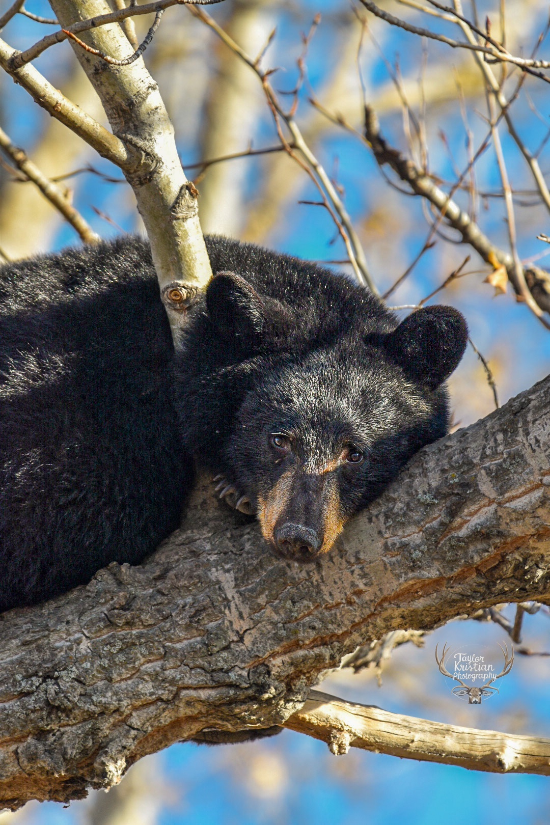 That Time I Spotted a Sleepy Black Bear in a Tree!