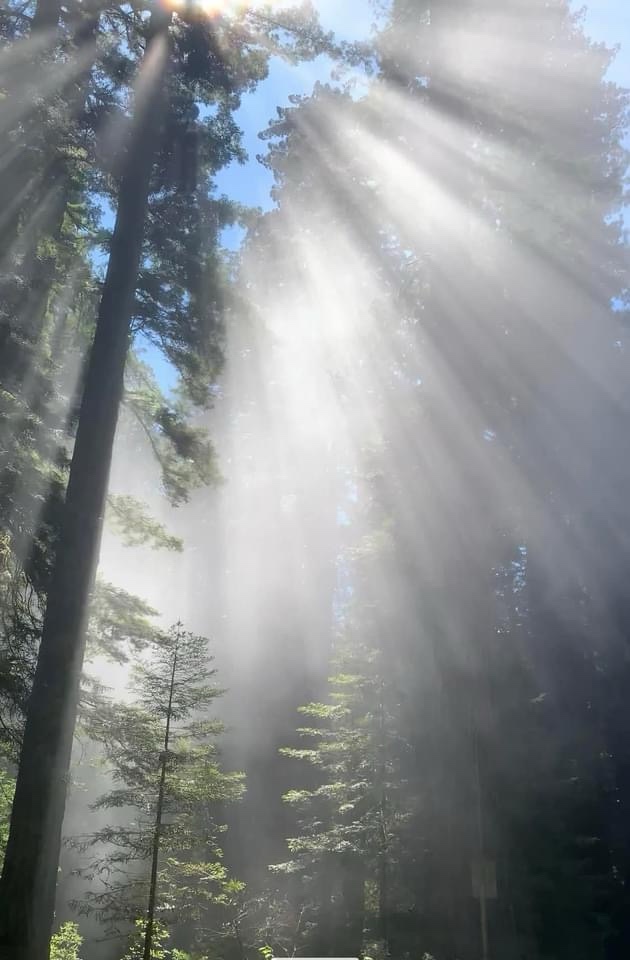 A Majestic Redwood Standing Tall in the Fog