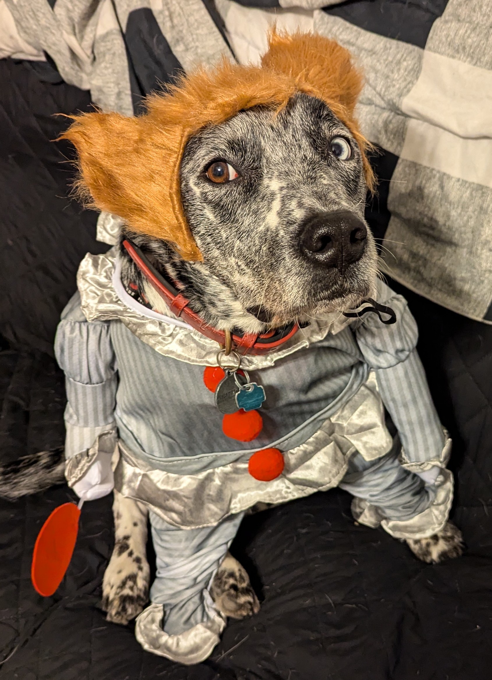 My Little Guy Rocking His It Costume!
