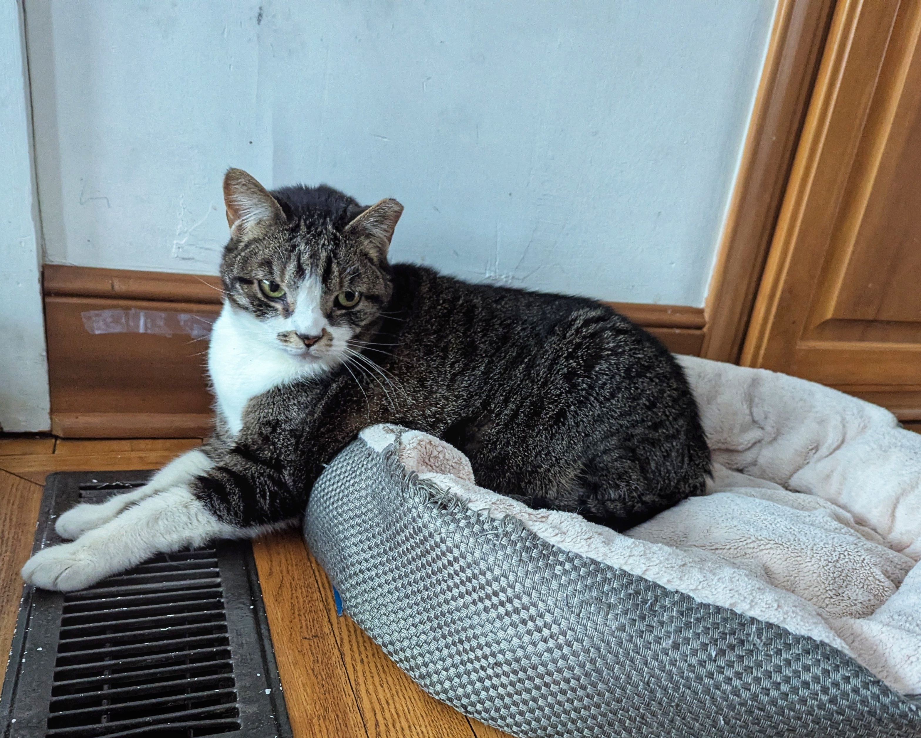 The Cat That Found Its Cozy Spot in the Heater Vent