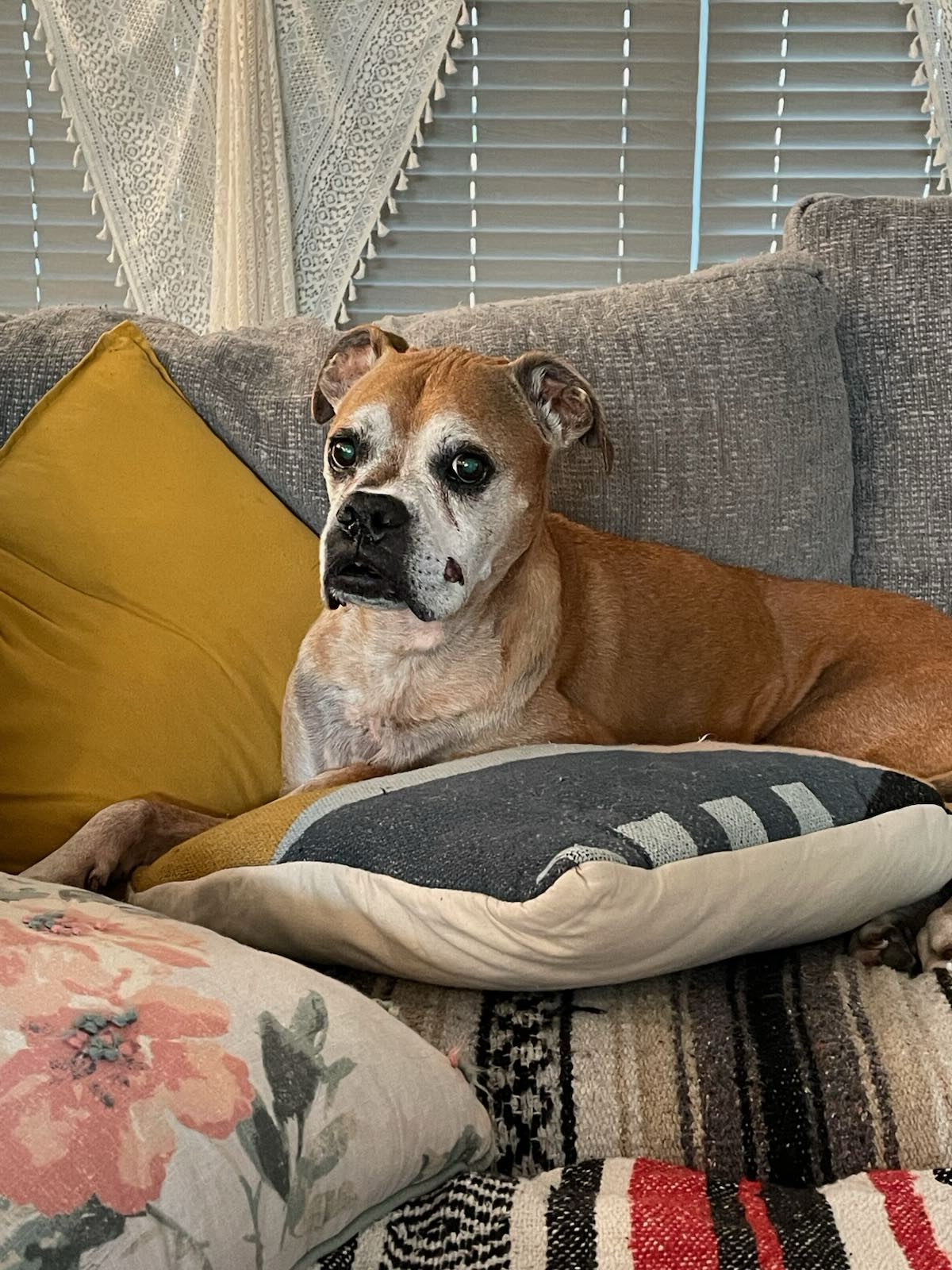 Remembering our beloved June Bug Jones, the sweetest friend we lost today.