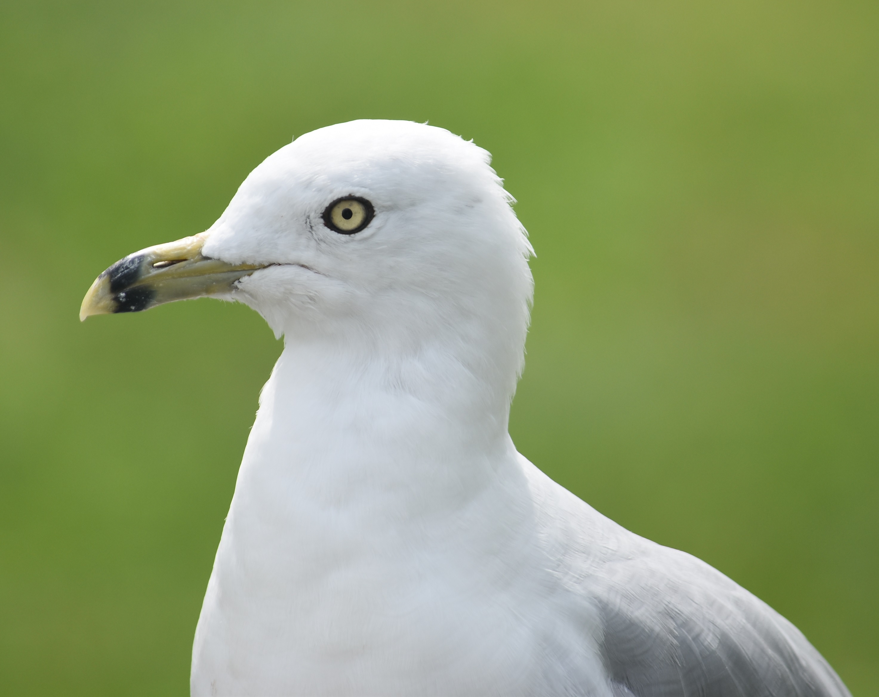 Gull's Got Other Plans: Not Interested in Acorns