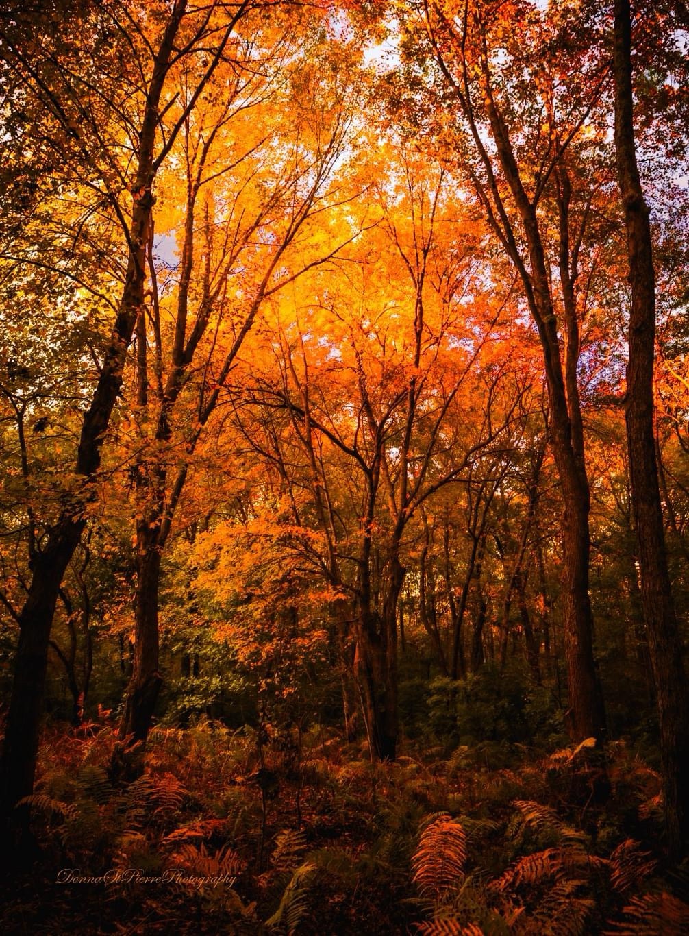 Embracing the beauty of Autumn