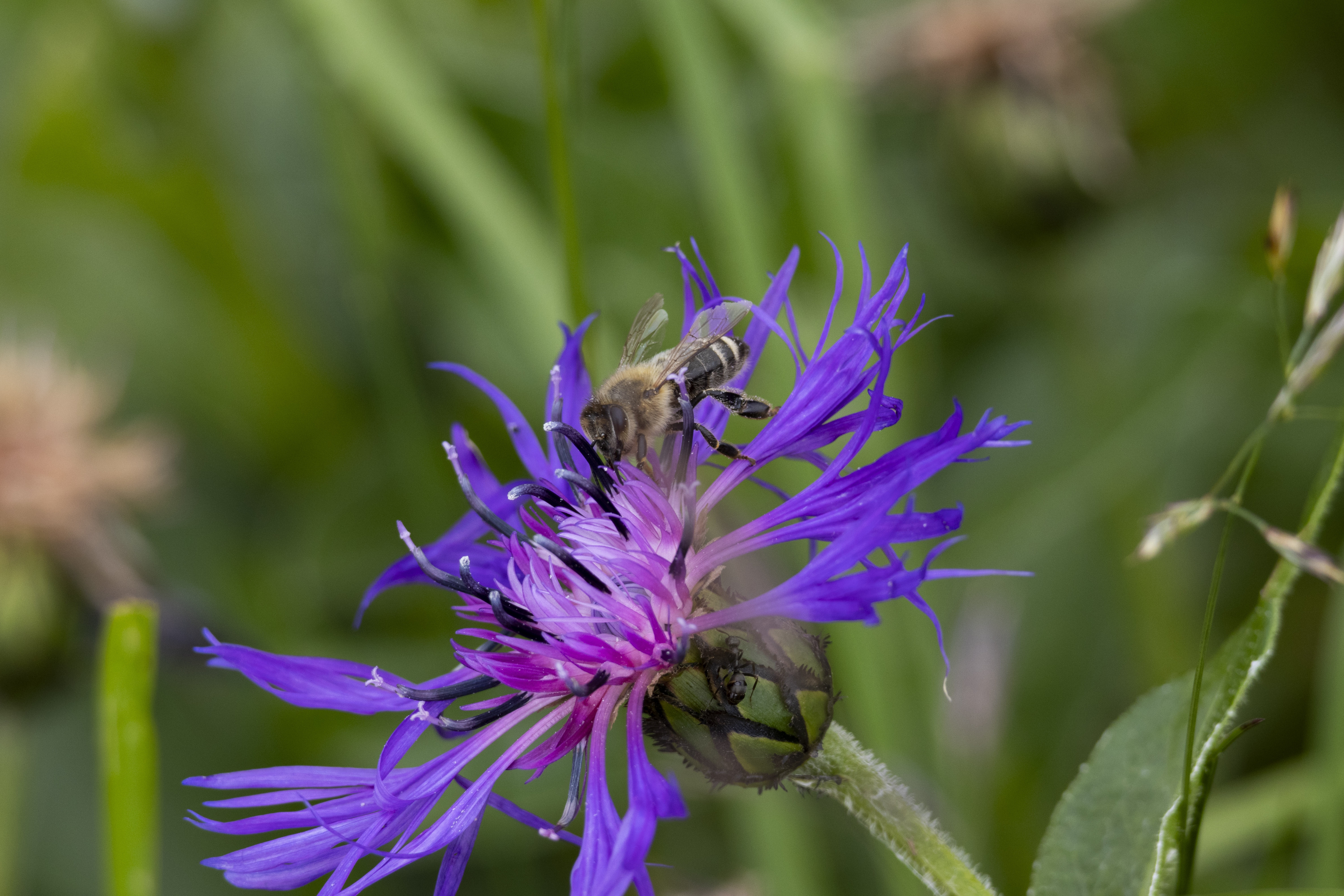 Nature's Daily Wonders: Thistle-de-a-bee Edition