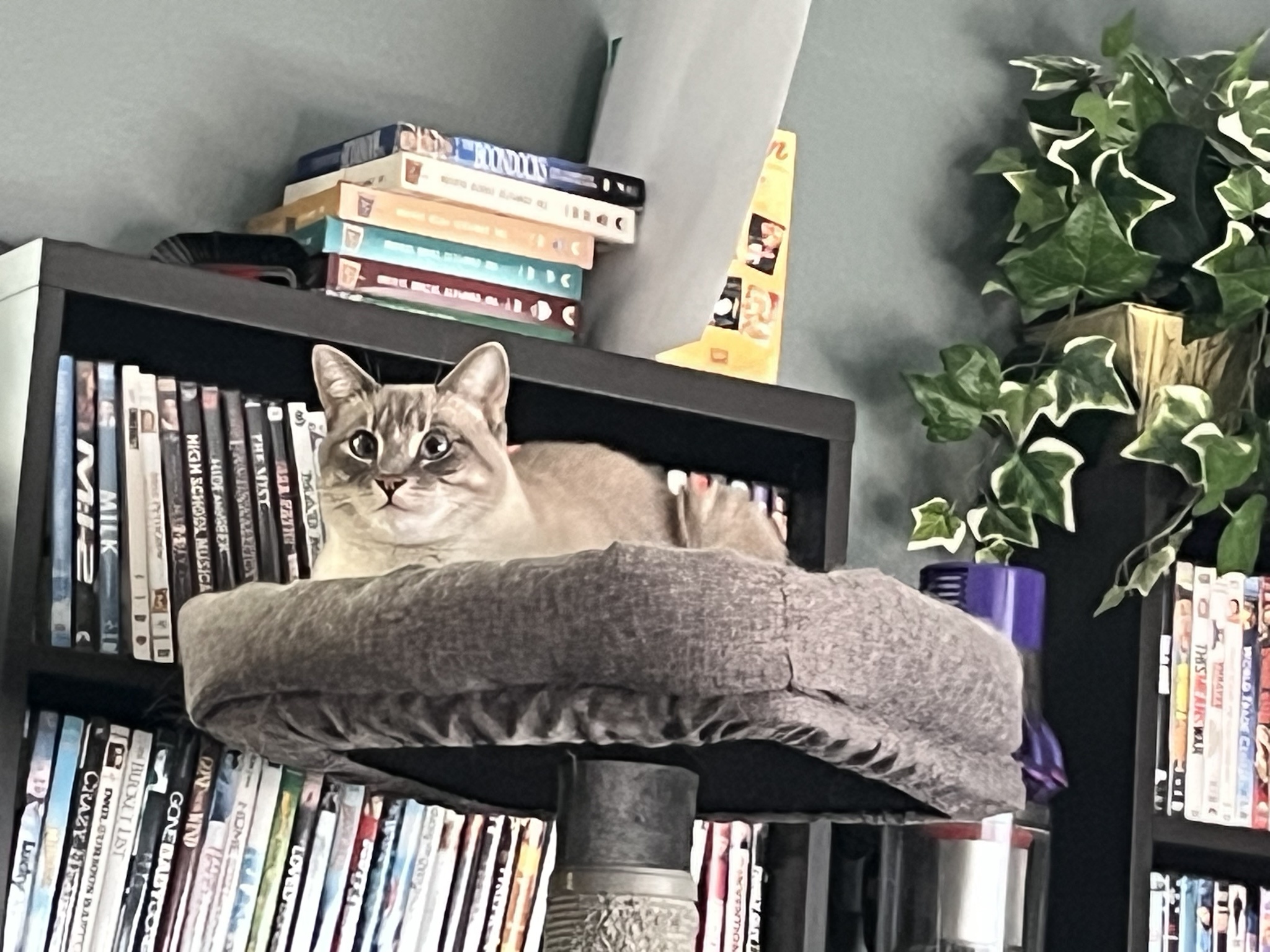 Daily Dose of Ivy: Capturing My Cat's Charm on Day 321
