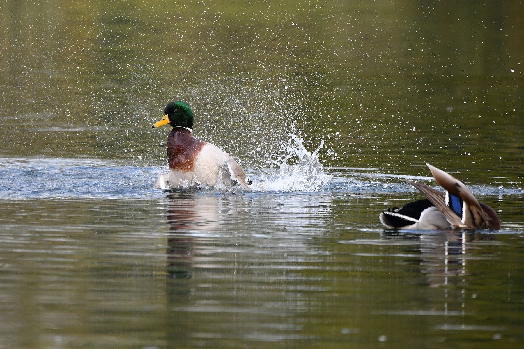 Splashing Around with Ducks in Vienne, France