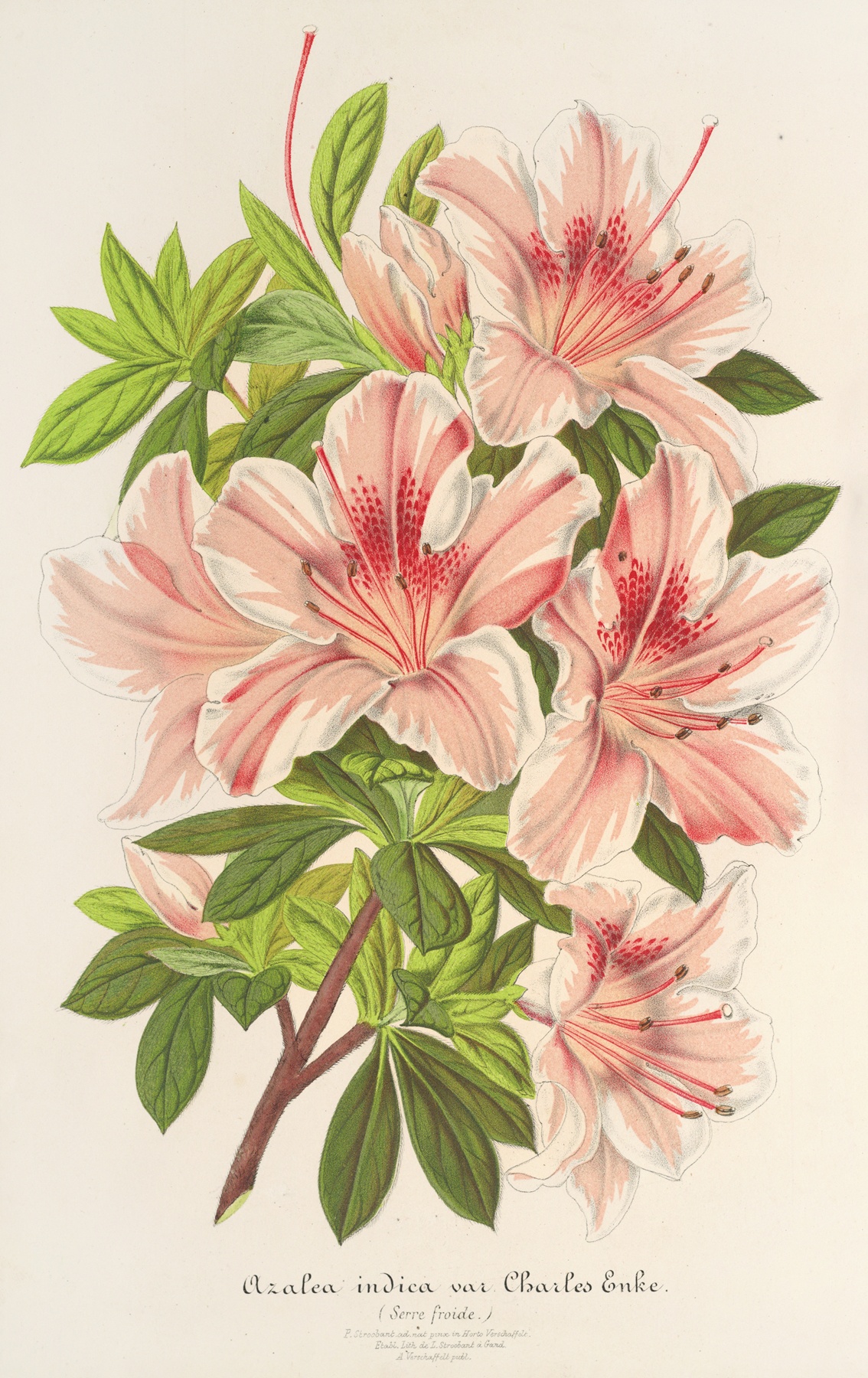 Remembering Charles Antoine Lemaire: 1800 - 1871
