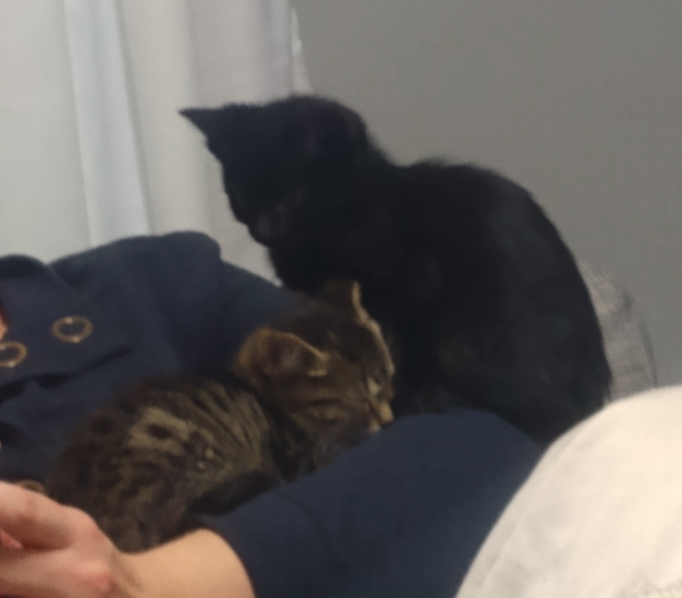 Surprise! Here come the unexpected kittens