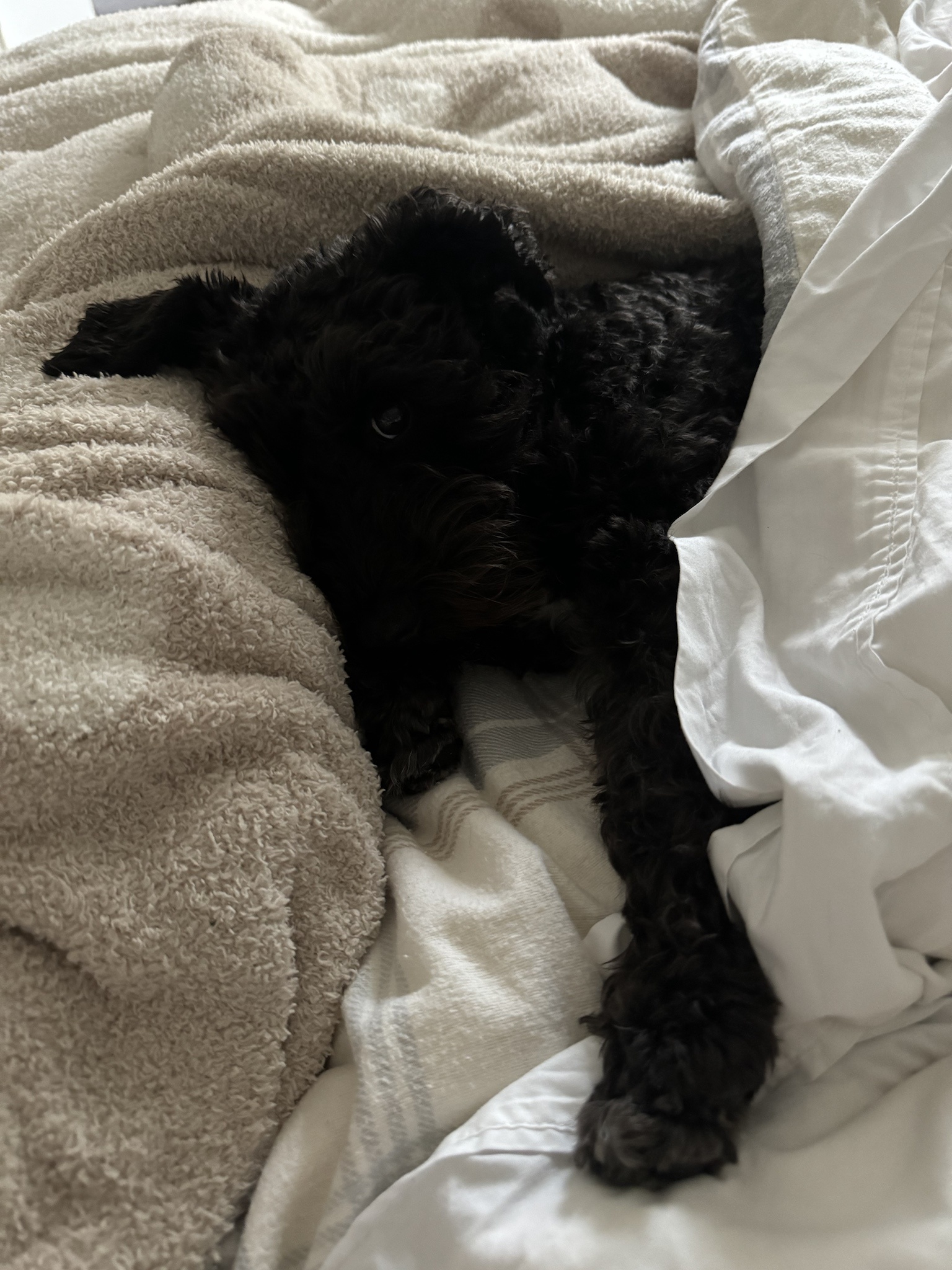 Your Daily Dose of Olive News