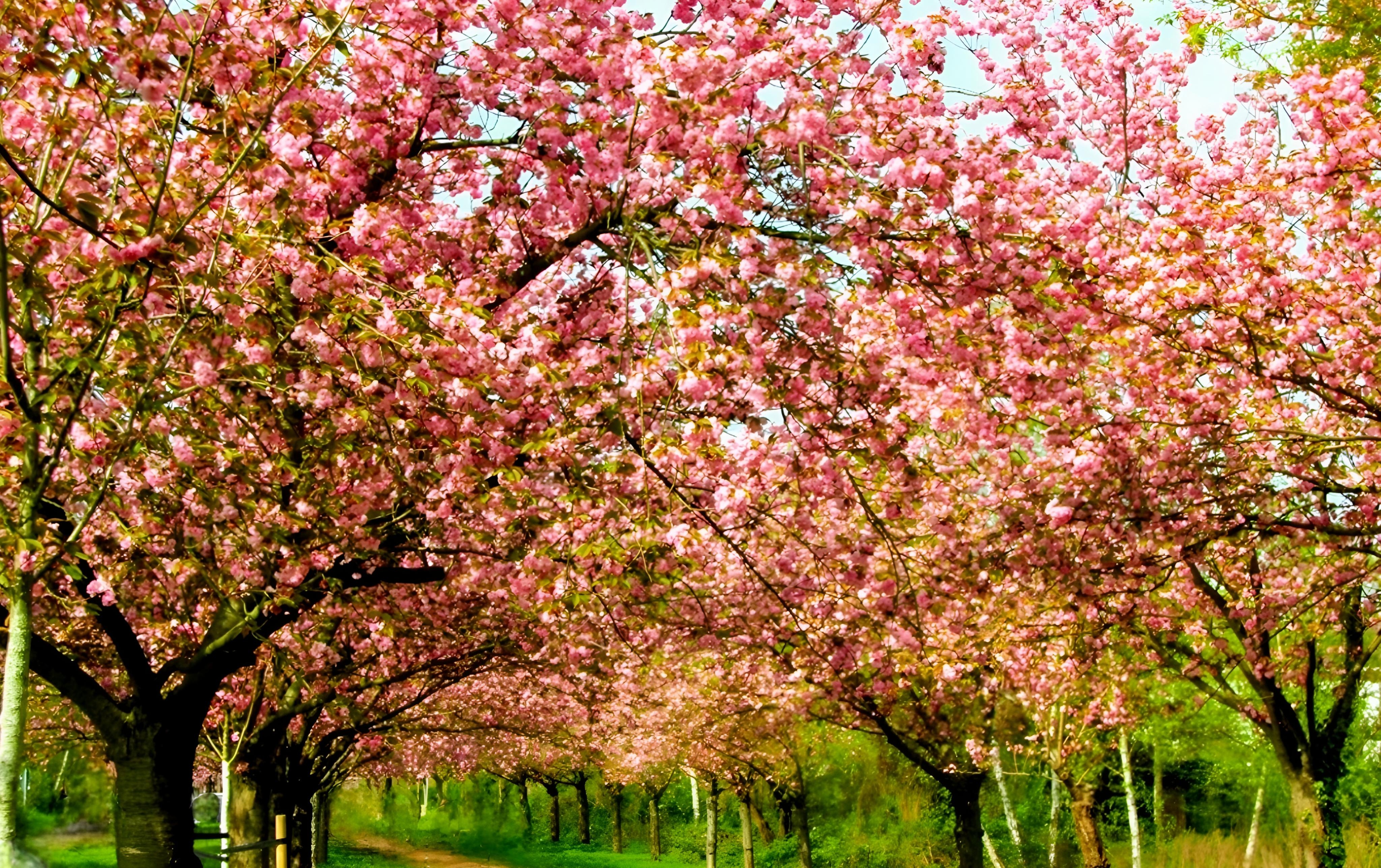 Cherry Blossoms in Full Bloom: A Stunning Sight in Berlin