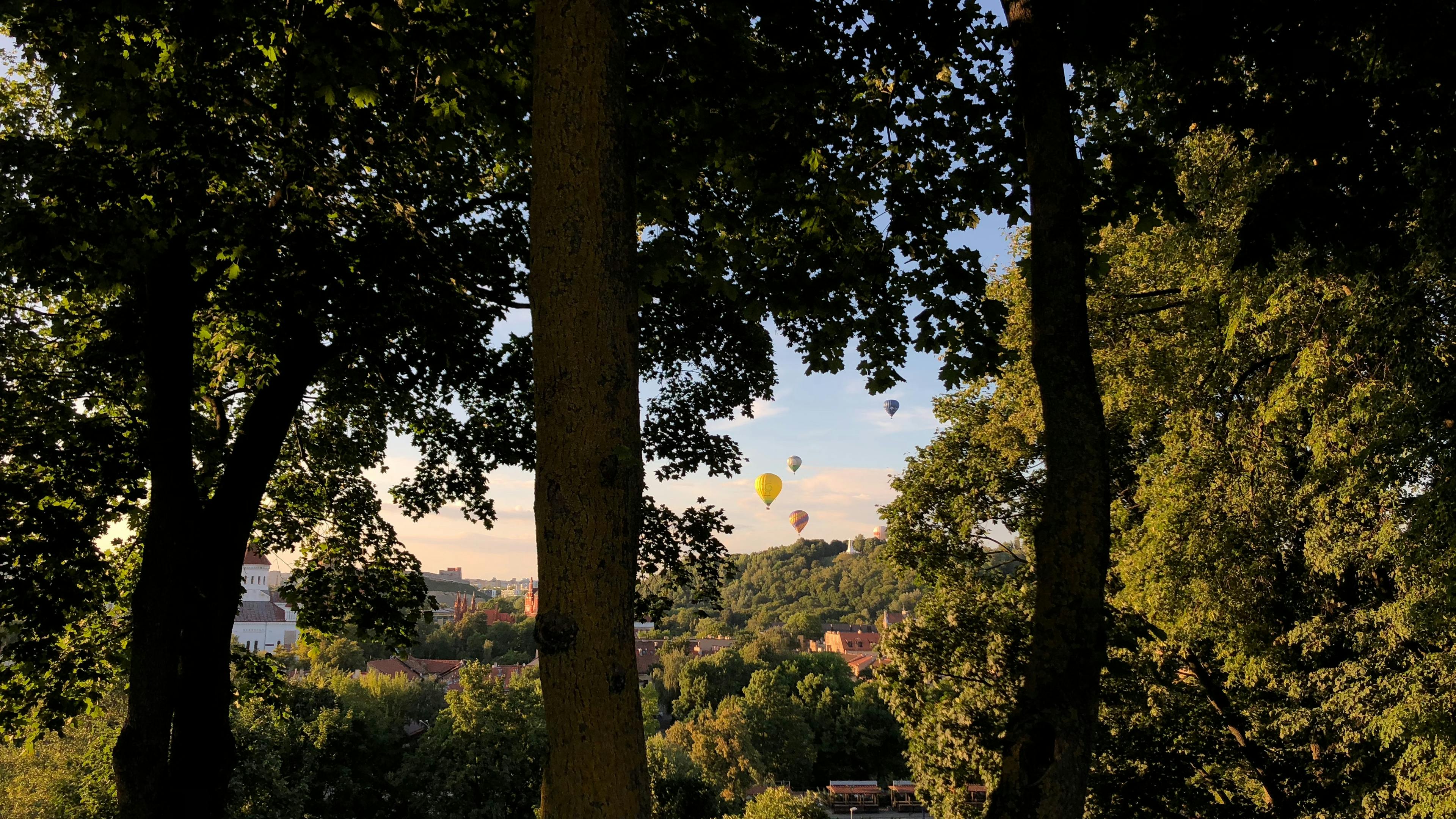 Balloons Floating Above the Canopy