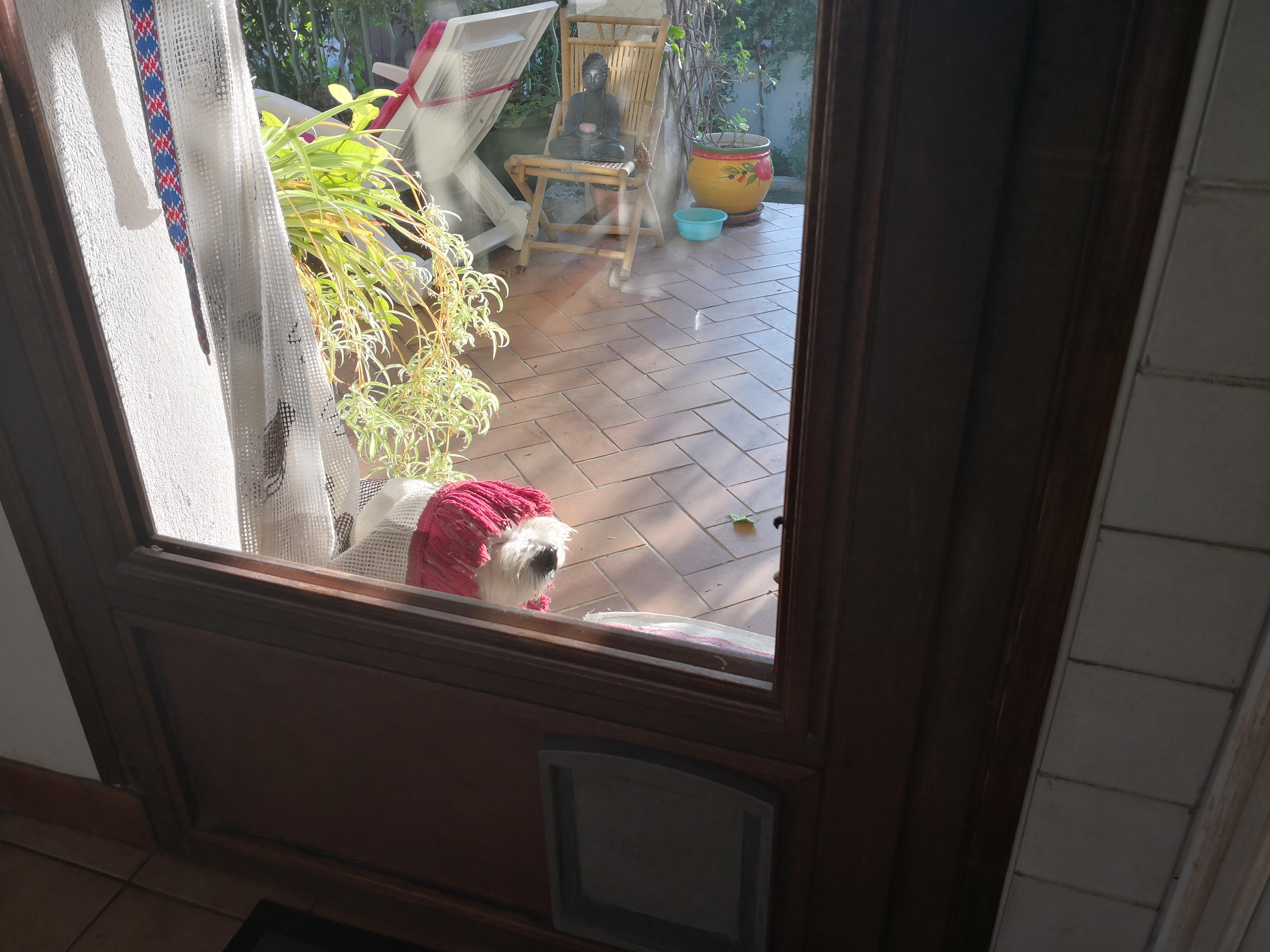My dog eagerly waiting by the door for my return