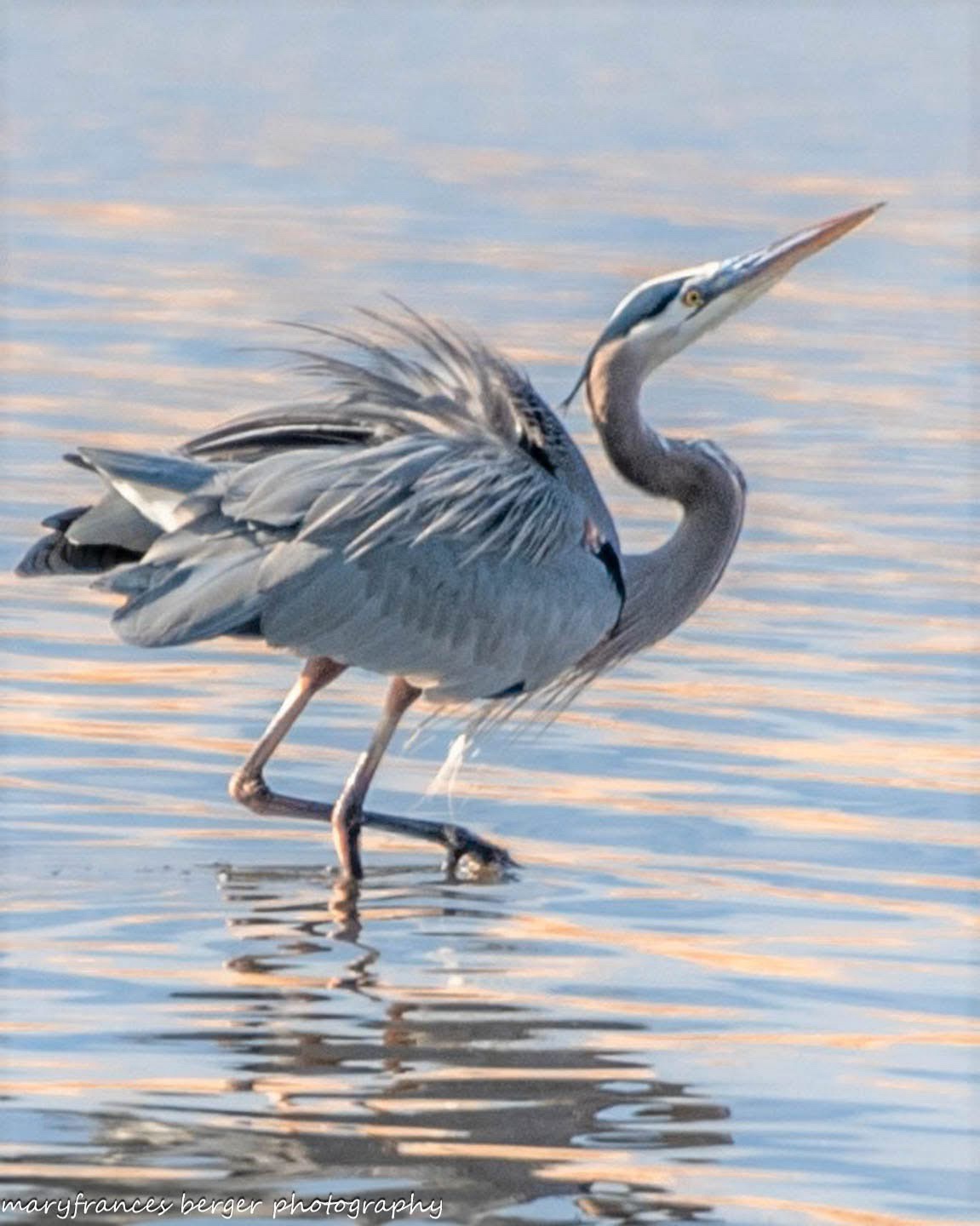 A majestic heron in its natural habitat.