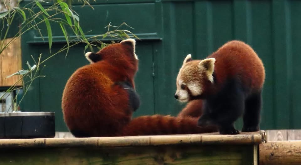 The Adorable World of Red Pandas