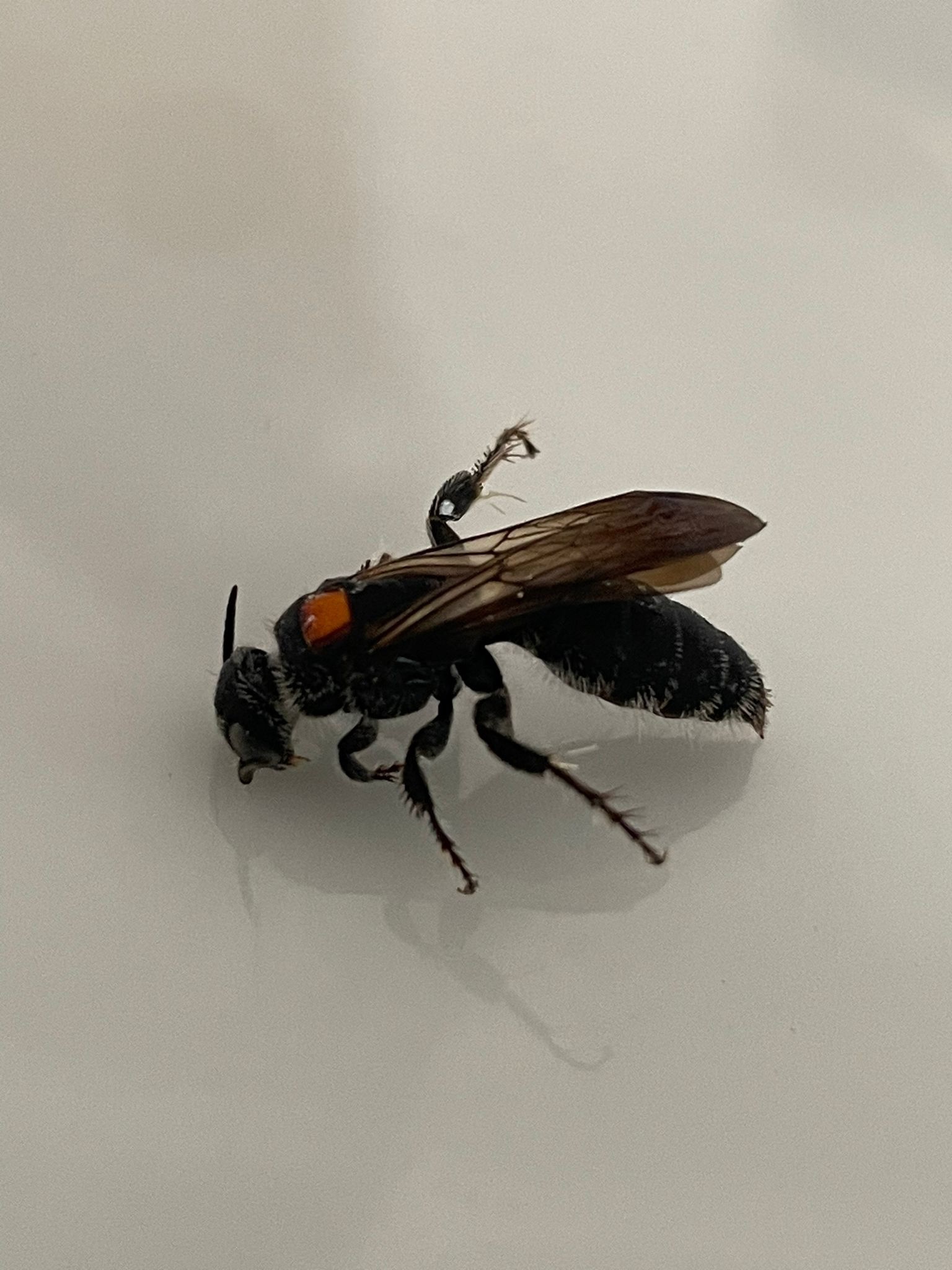 Seeking Identification for Caribbean Wasp