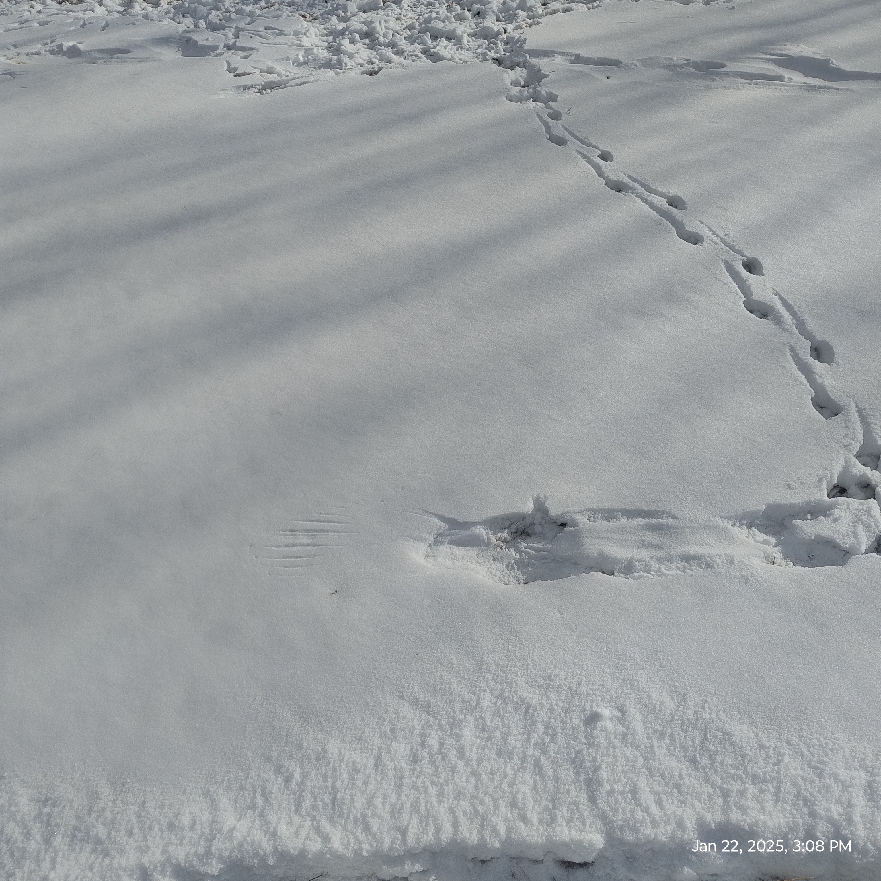 A Glimpse of Earth: Snowy Wallpaper and Birds Landing in the Ongoing Saga