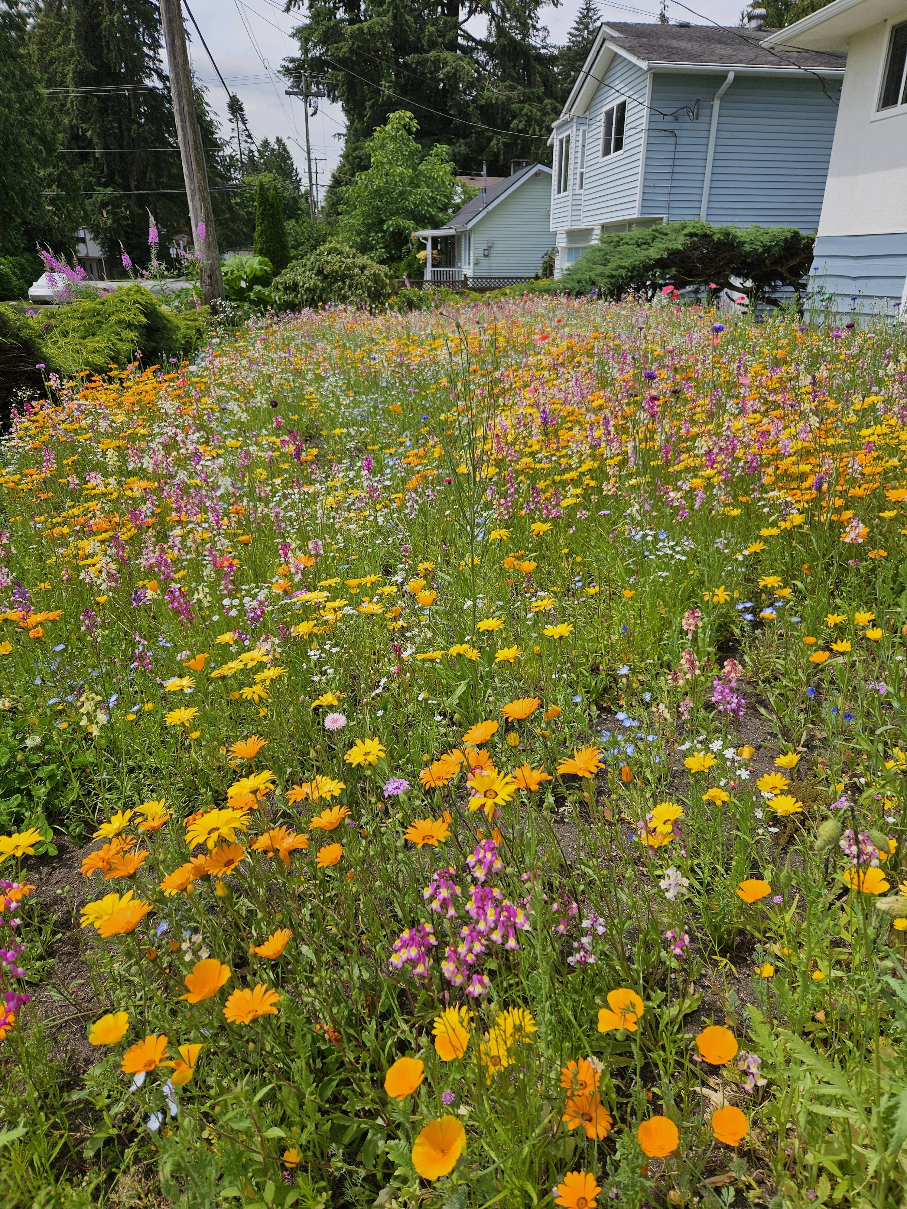 Embracing the Beauty of Wildflower Mixes