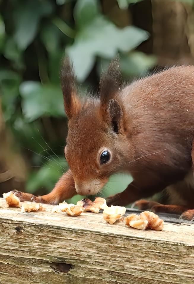 The Adorable Red Squirrel: Nature's Little Acrobat