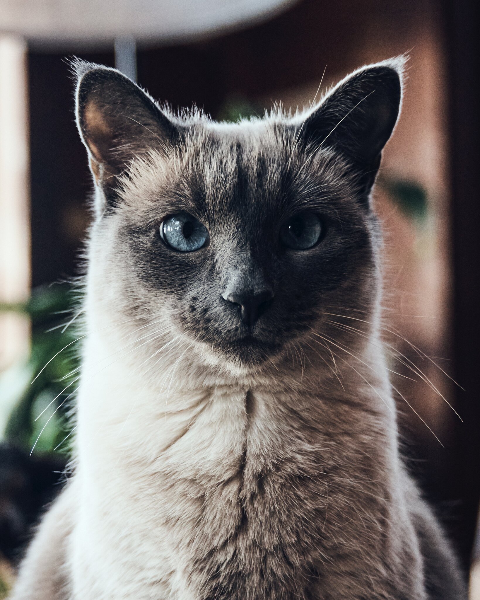 Meet Simone: The Star of the Show