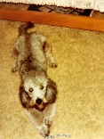 Nostalgia Alert: My Childhood Dog Fritzy