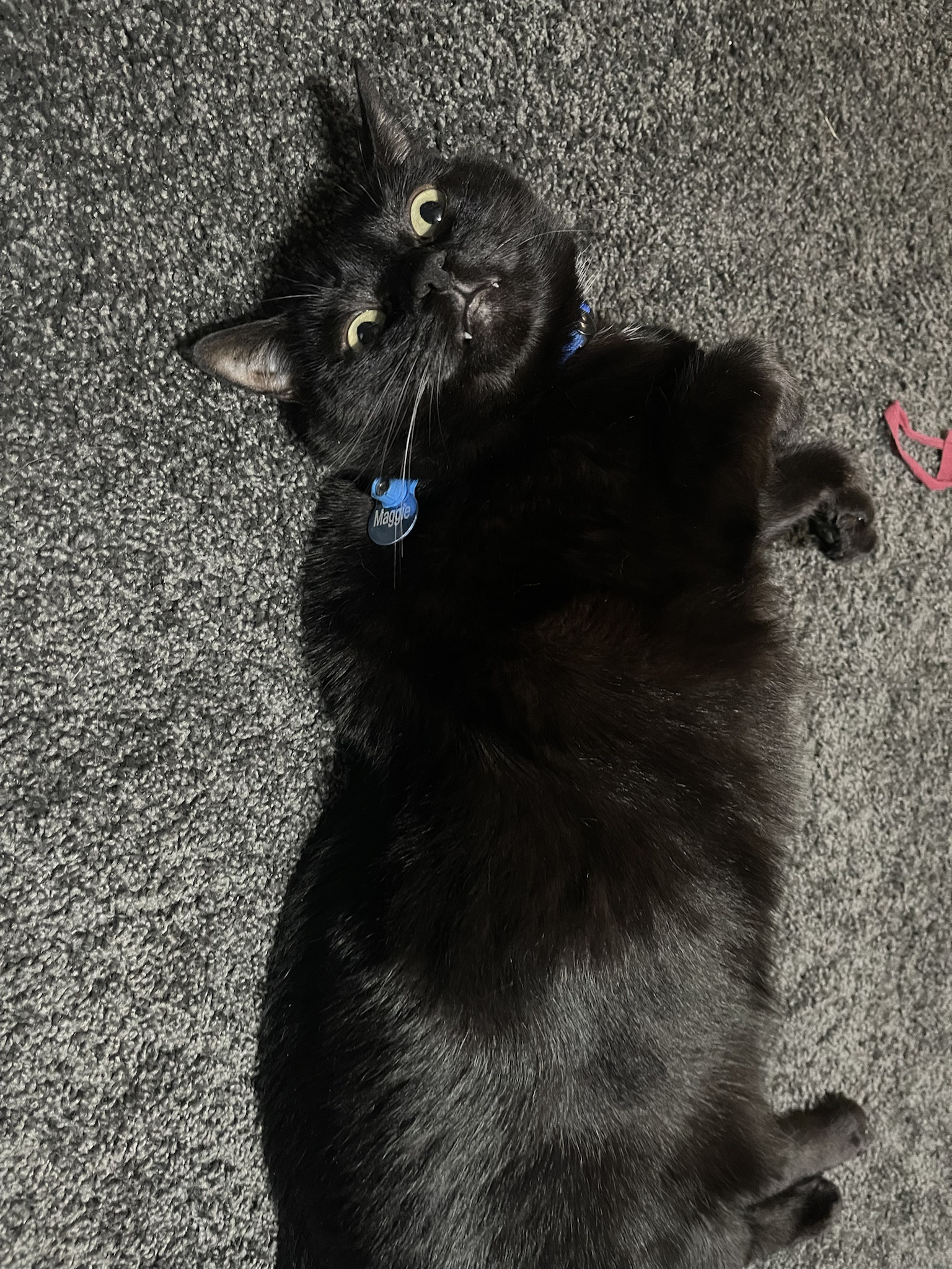 Celebrating National Black Cat Day with Joy!
