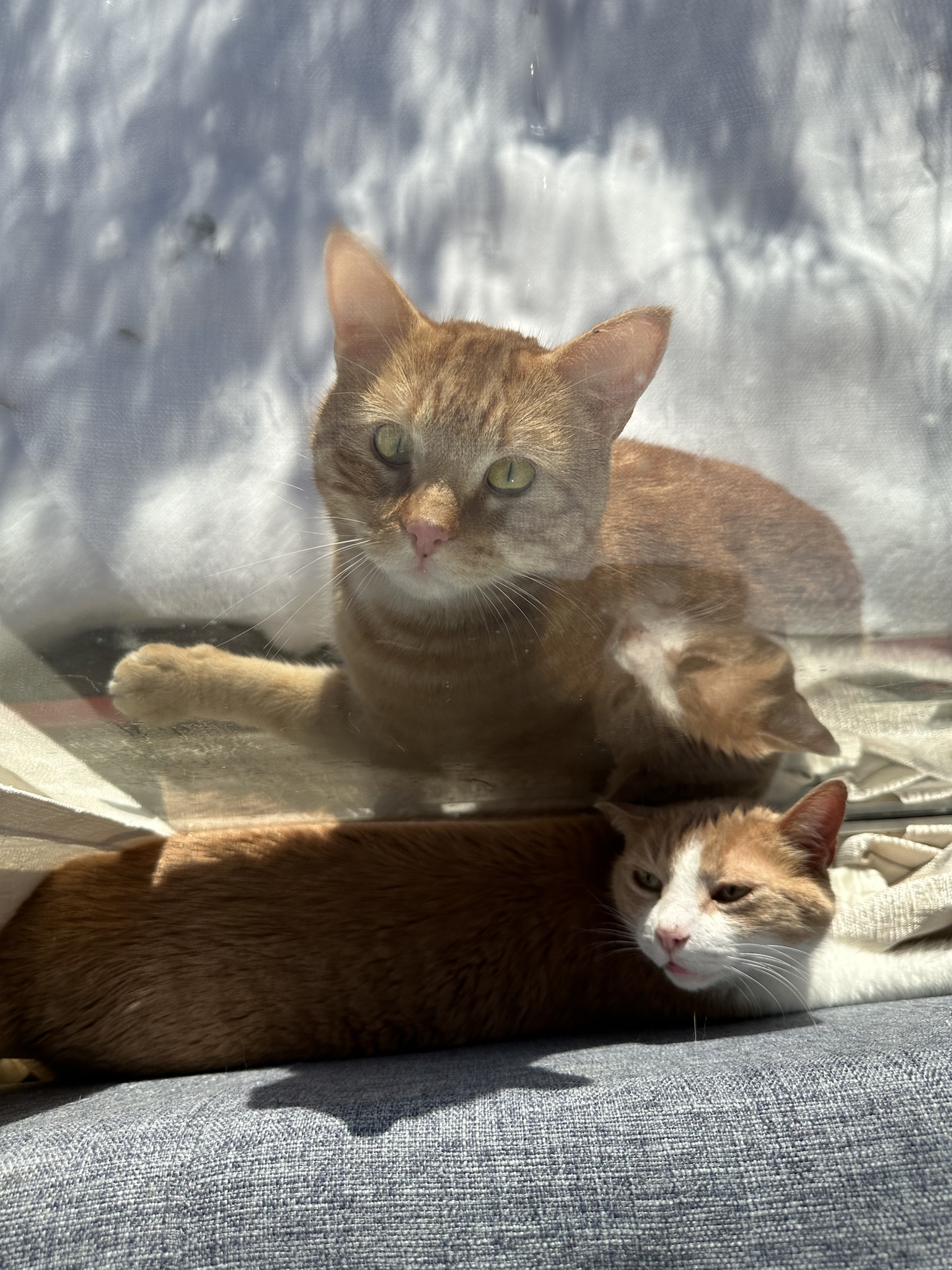 The Adventures of Buddy and Benny: A Tale of Friendship