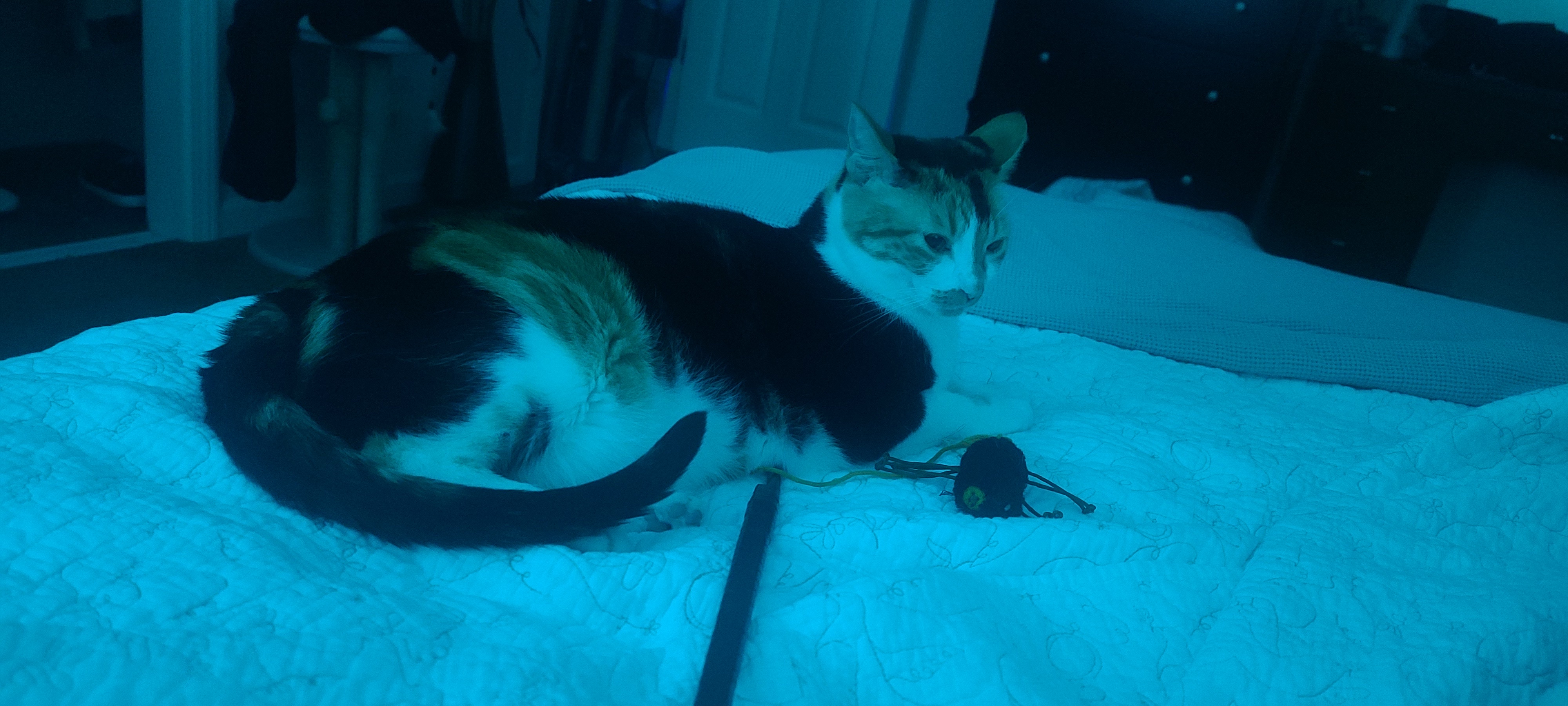 Feeling Sleepy and Urging Me to Dim the Lights