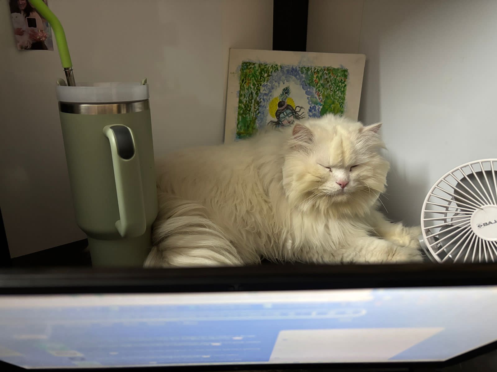 The Most Affectionate Snowball You’ll Ever Meet
