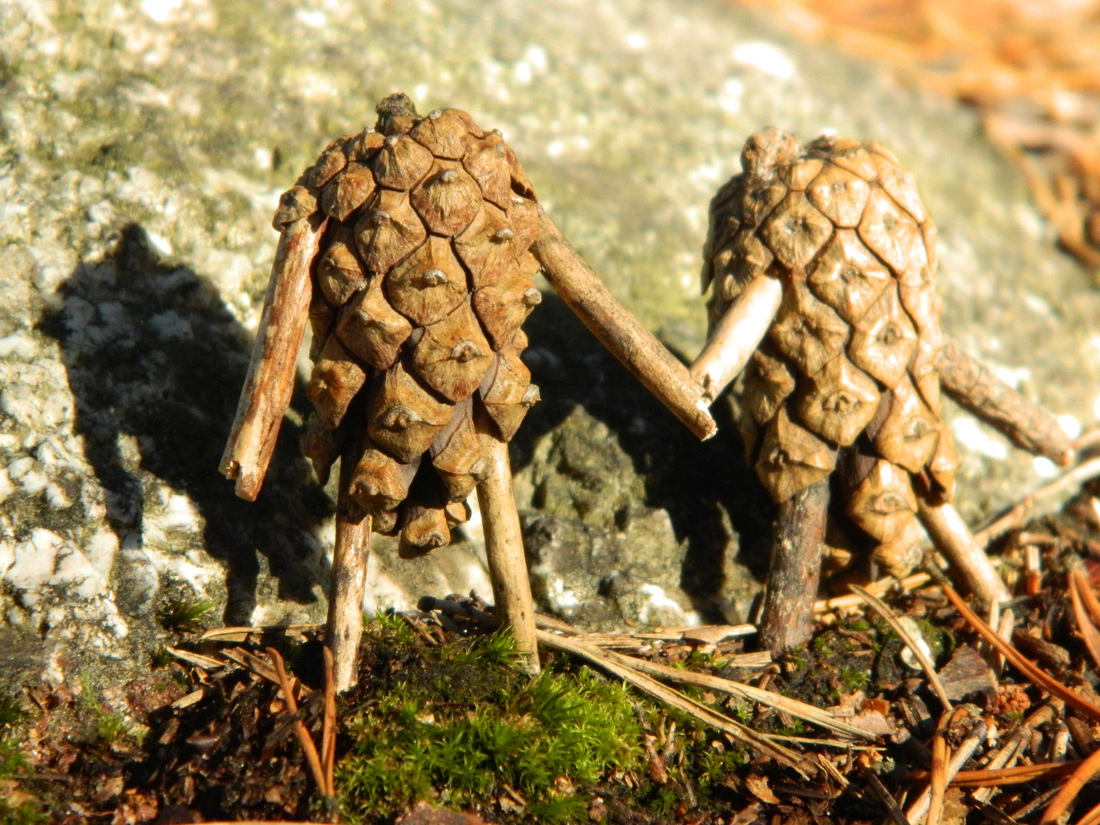 Let's rally for Team Pinecone!