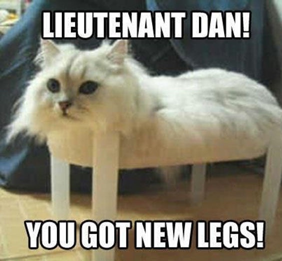 Lieutenant Dan: The Eccentric Cat Everyone Talks About