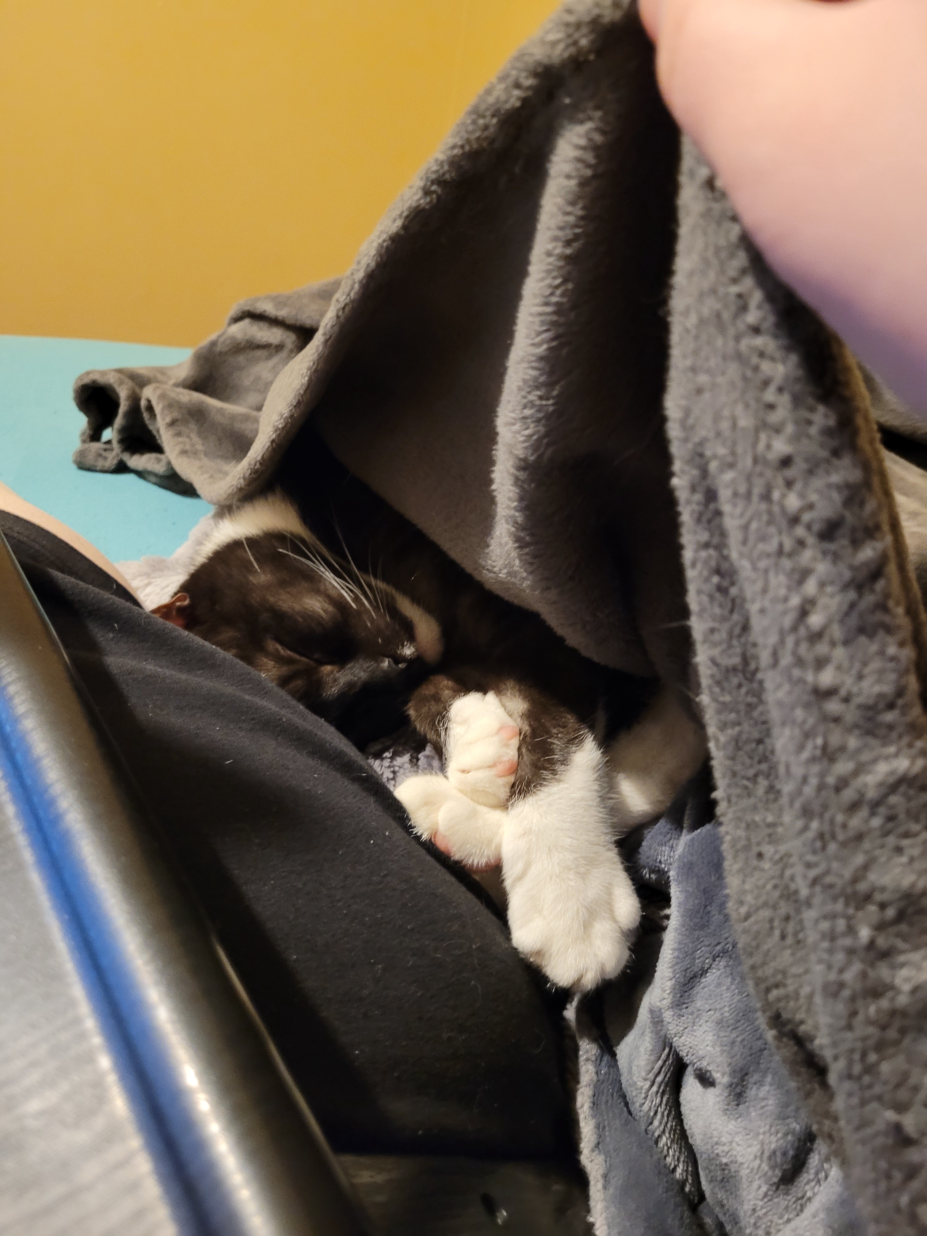 Crashed out kitty is living the Caturday dream!