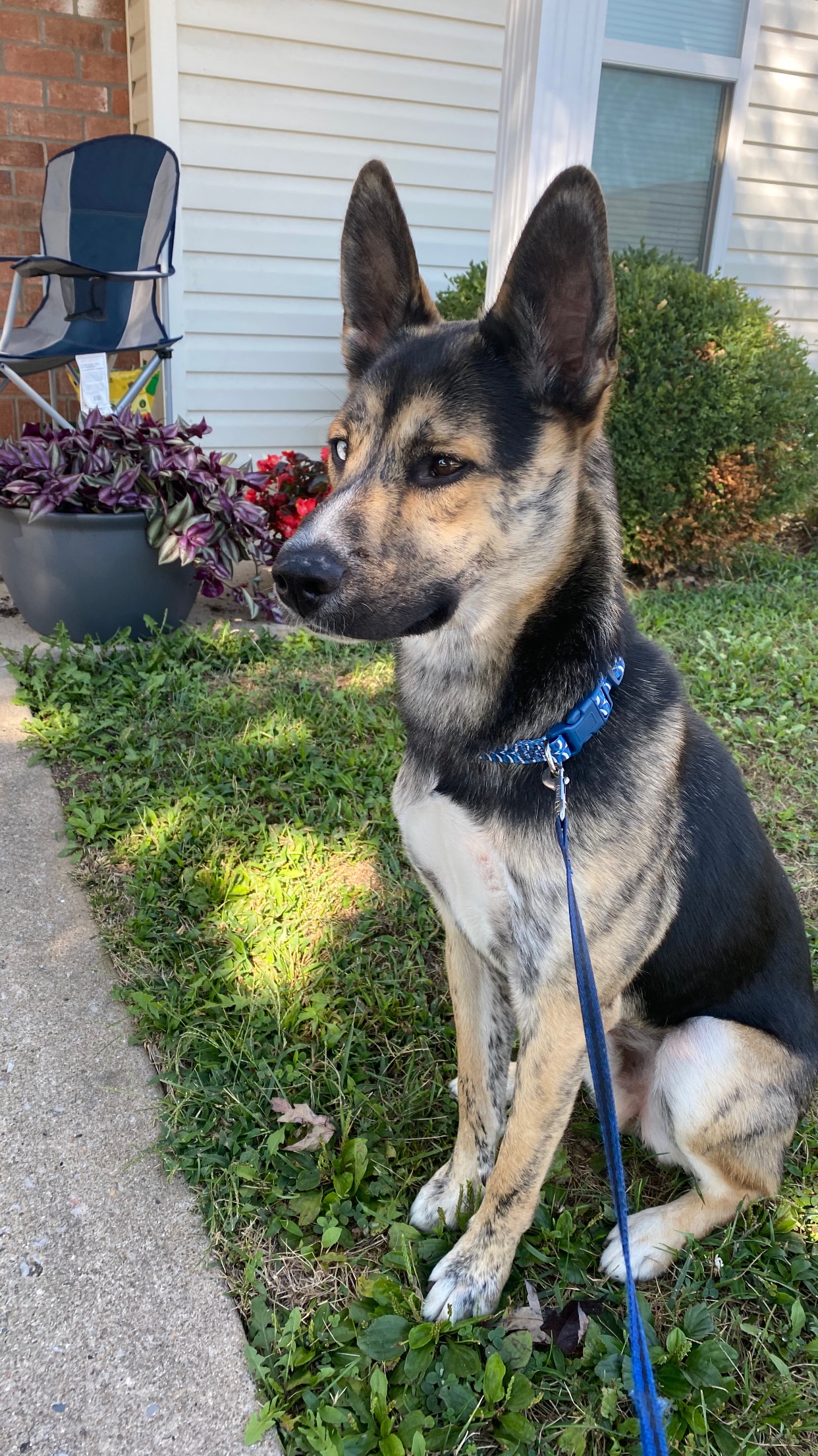 Behold the Majestic Boi in All His Glory