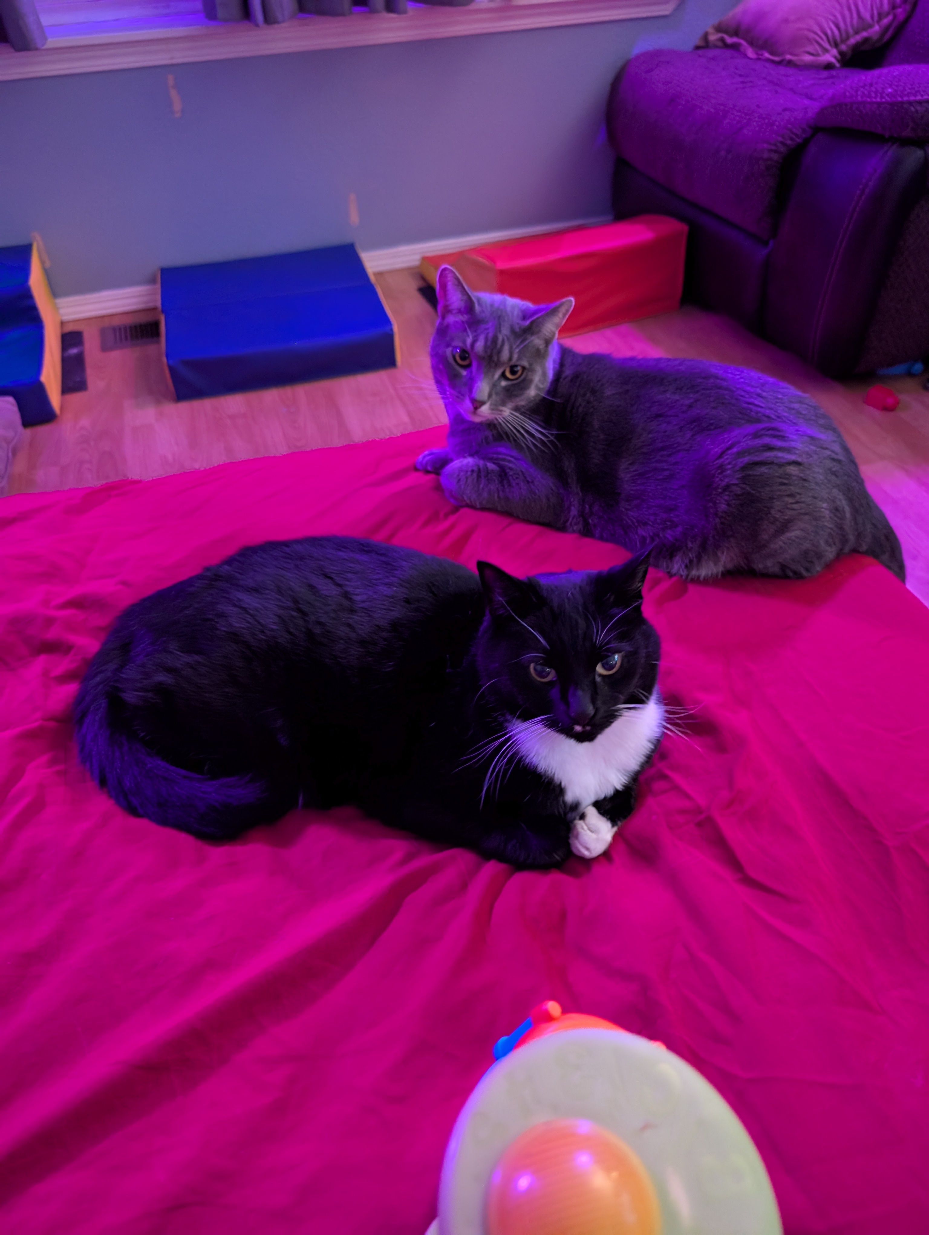 Wishing everyone a joyful Caturday!!!