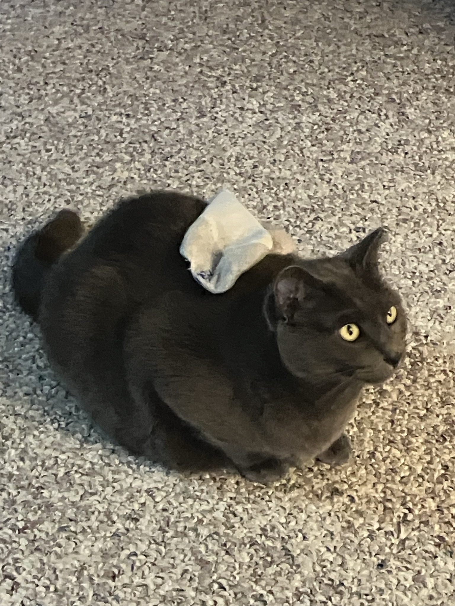 Your Daily Dose of Snickering Fun #40