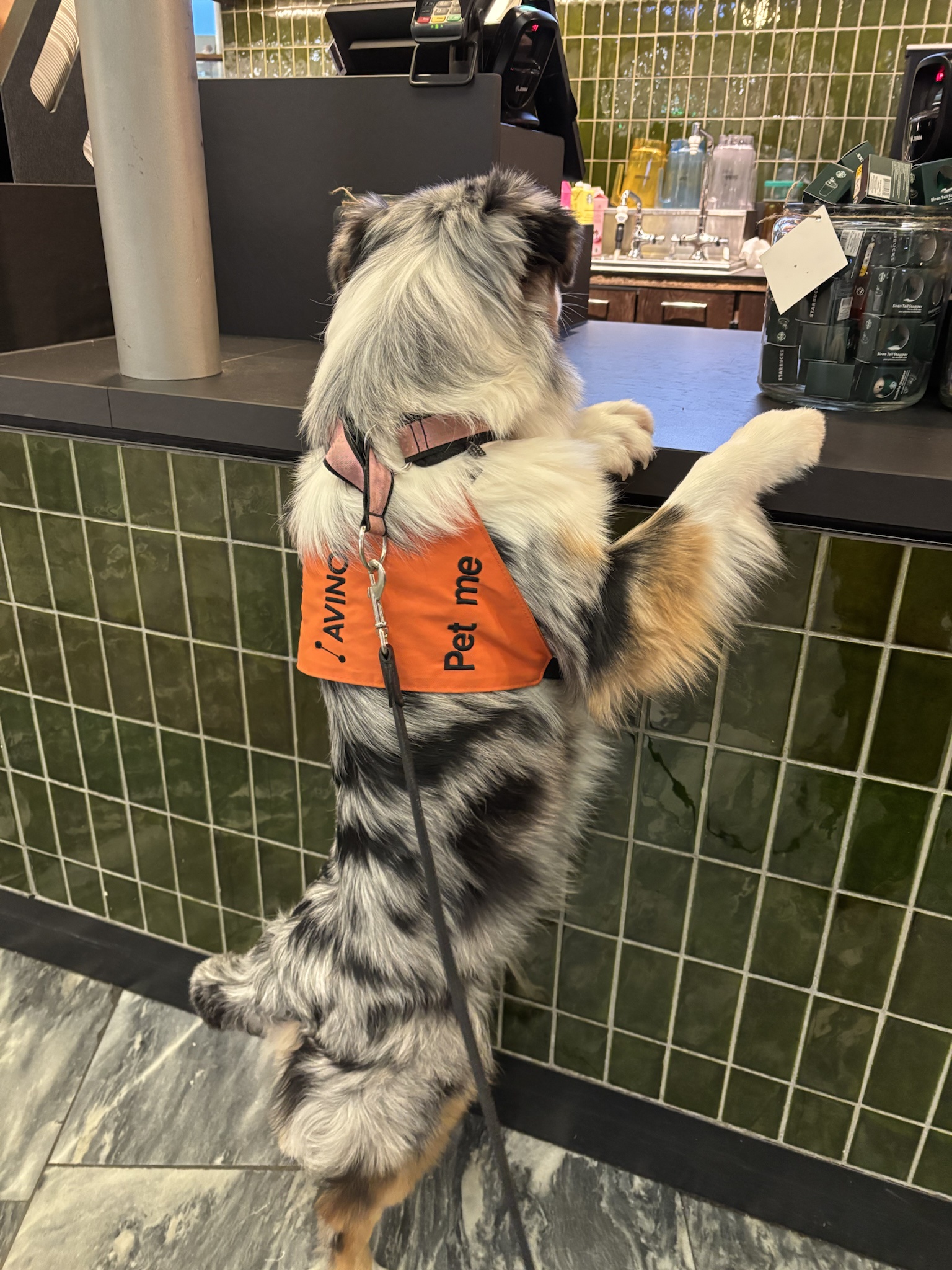 One Puppuccino, Please! A Dog's Delight