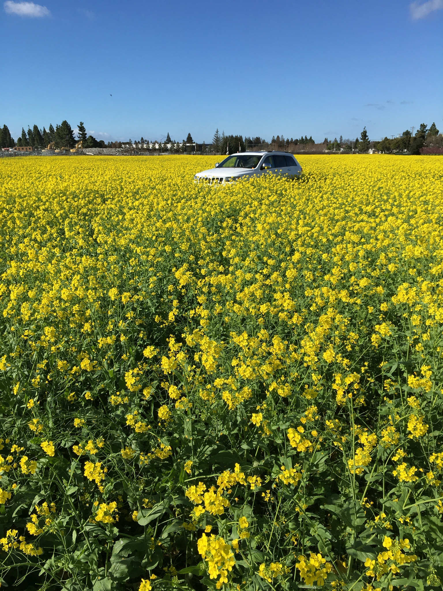 My Jeep Amidst a Sea of Mustard Flowers: A Snapshot from January 2016