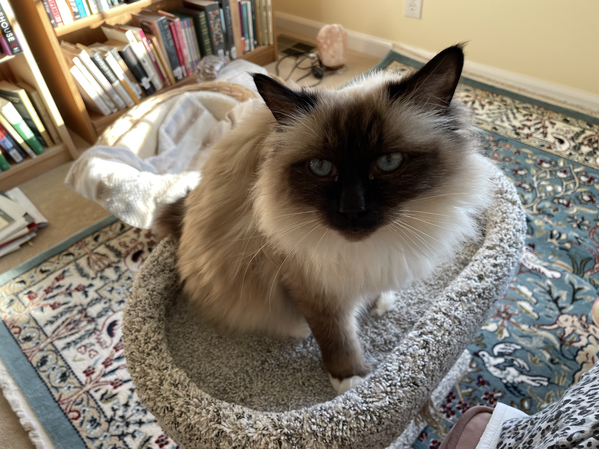 Meet our new rescue kitty, the lovely lady Birman!