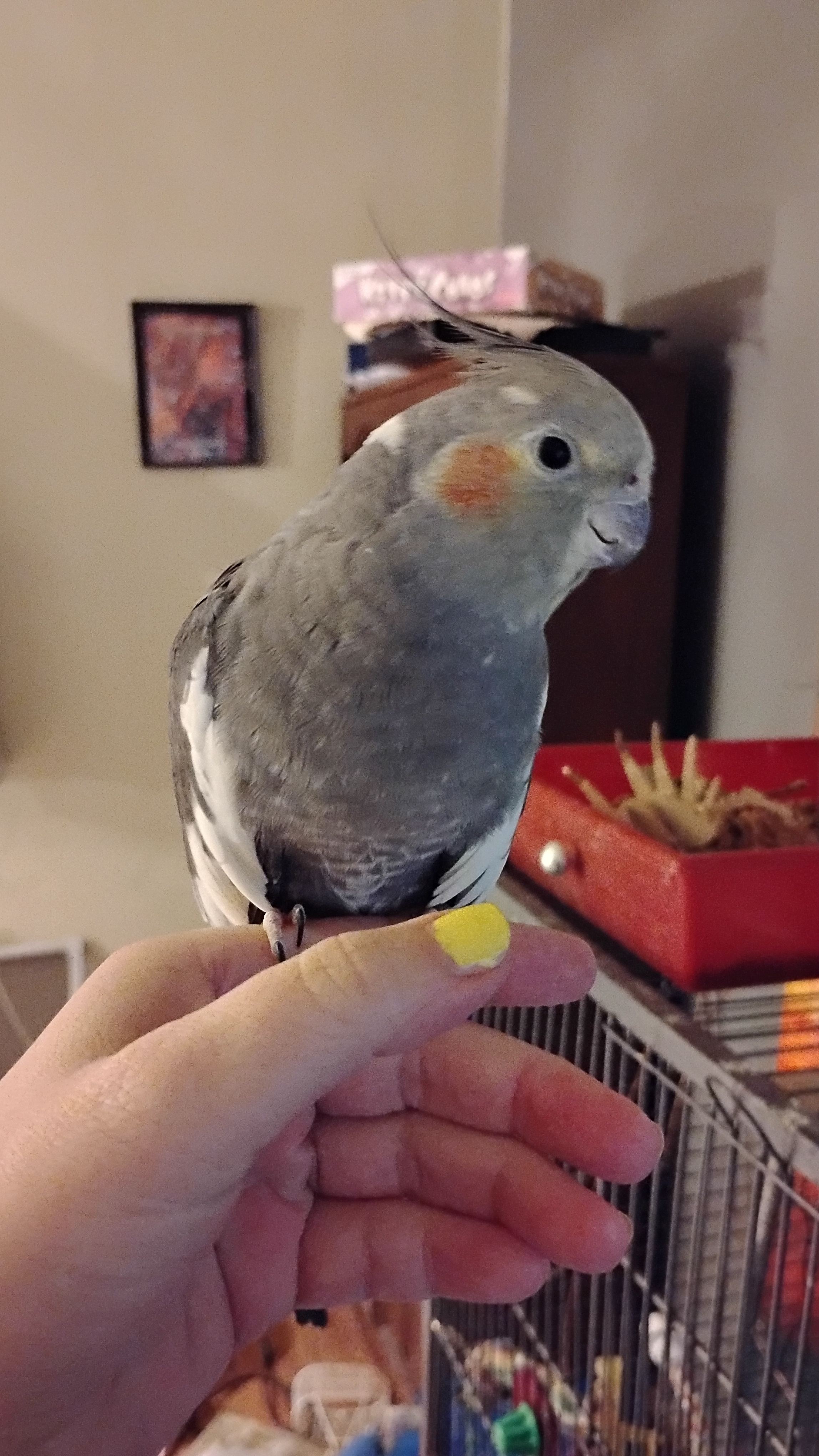 Daily dose of cuteness: Meet Gryphon the birb!