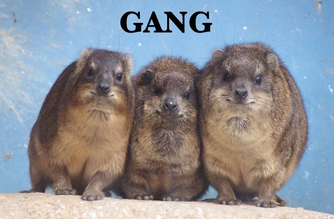 The Hyrax Crew: Unleashing the Wild Side