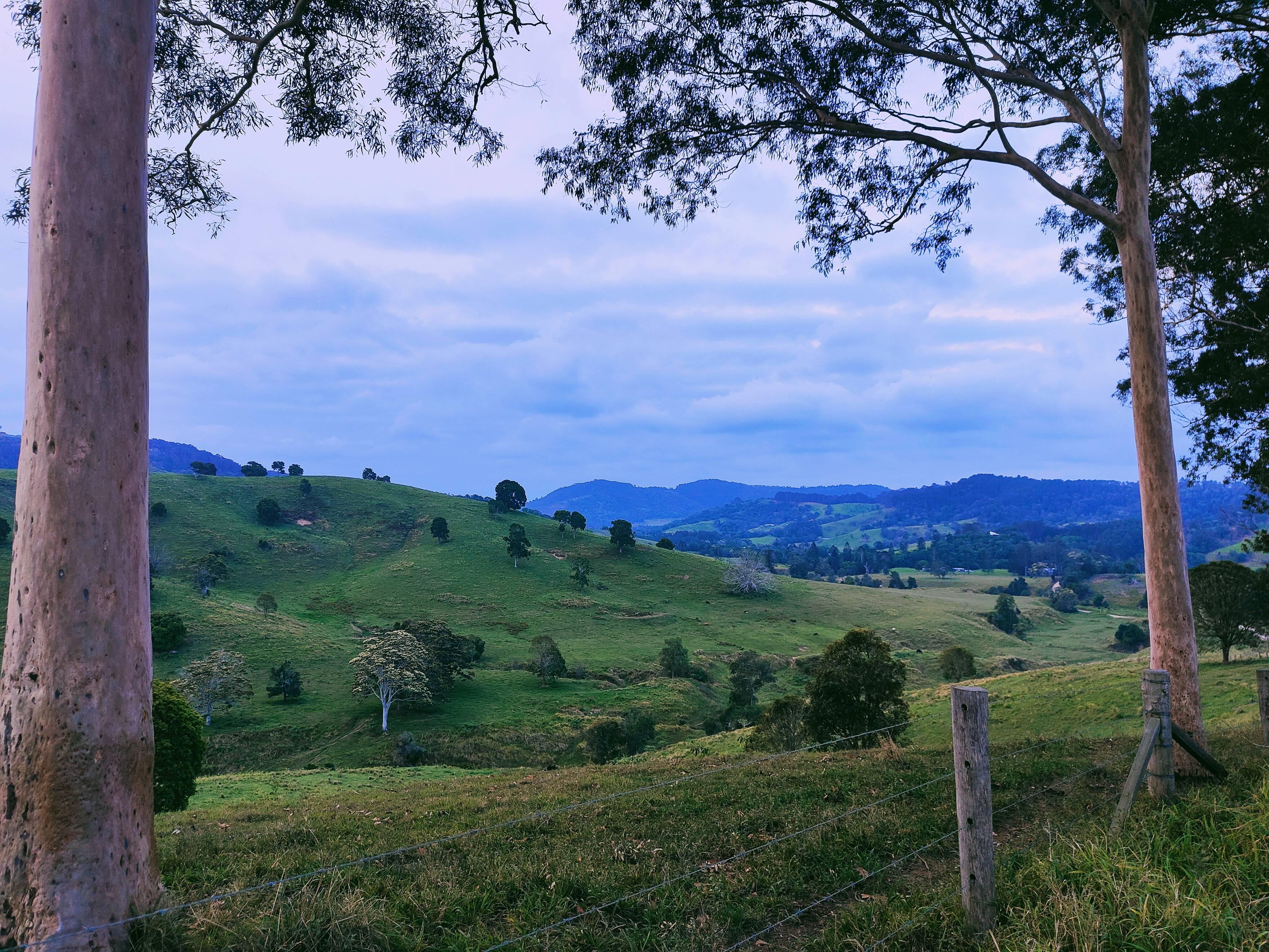 Blossoming Beauty: Springtime in Federal, Australia