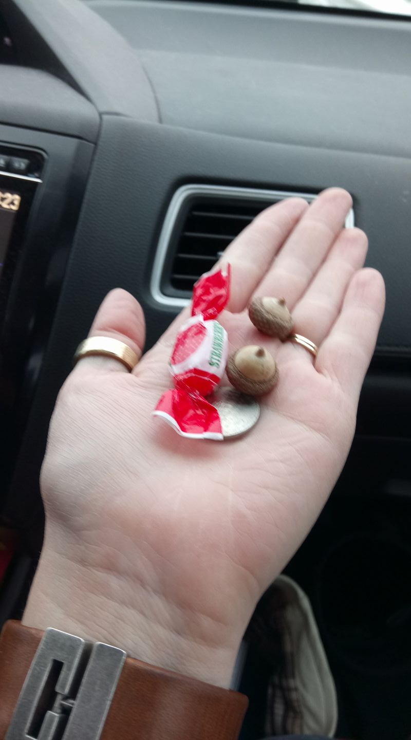 Time to Pay the Toll: Acorns Ahead!