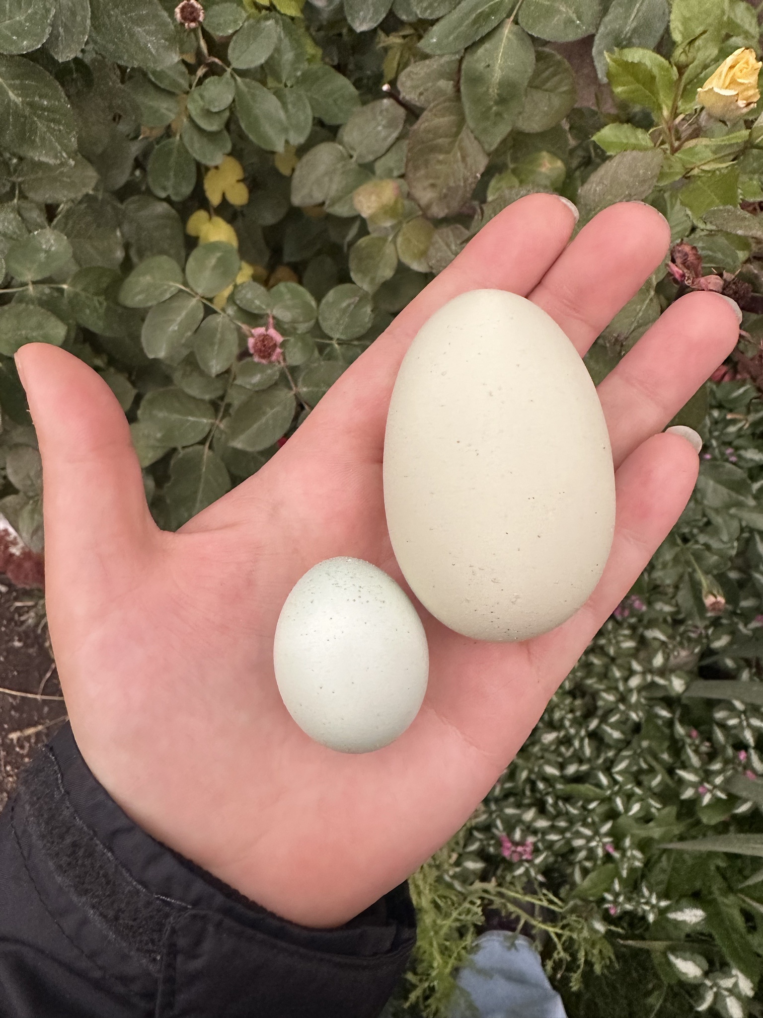 Check Out the Size Difference: Yesterday's Egg vs. Today's from the Same Hen!