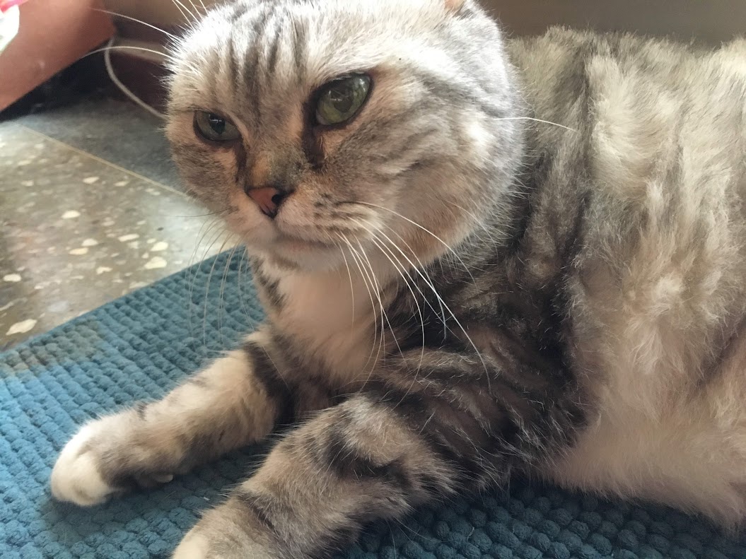 More Cat Cuteness Overload
