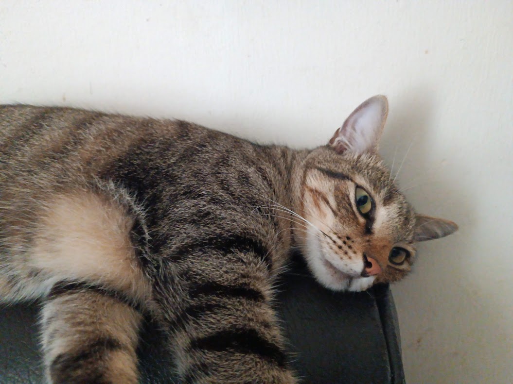 Just a cute cat being adorable.
